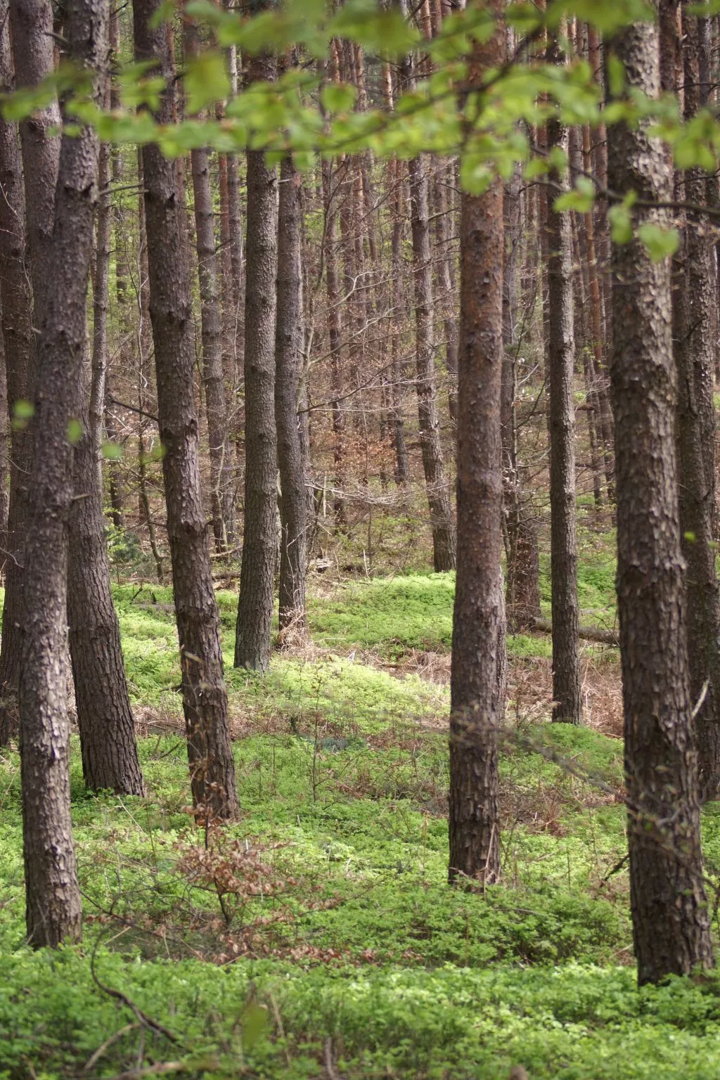Wohnung du Coucou in Lichtenberg-Binnen