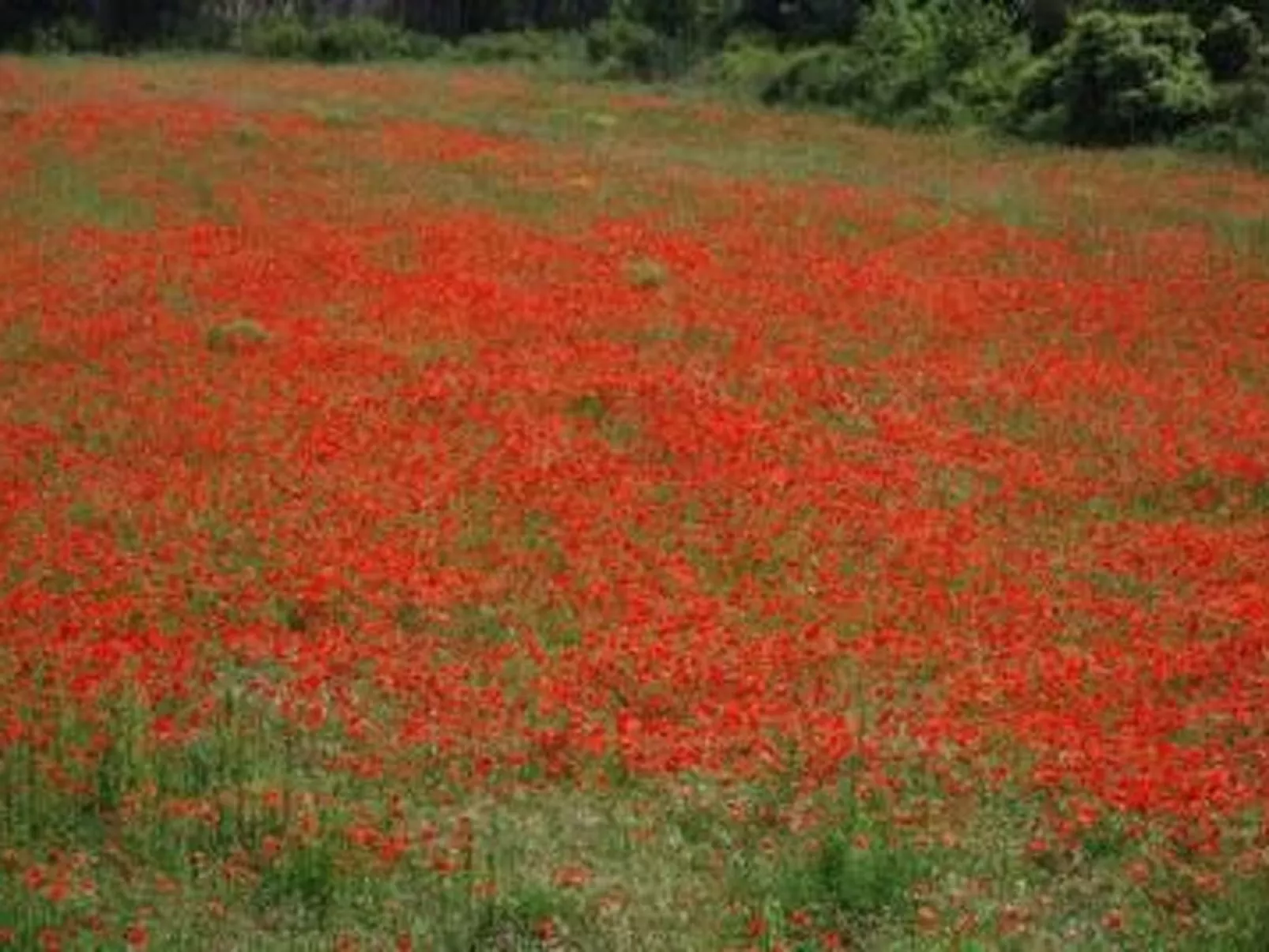 Die kleine Zikade-Binnen