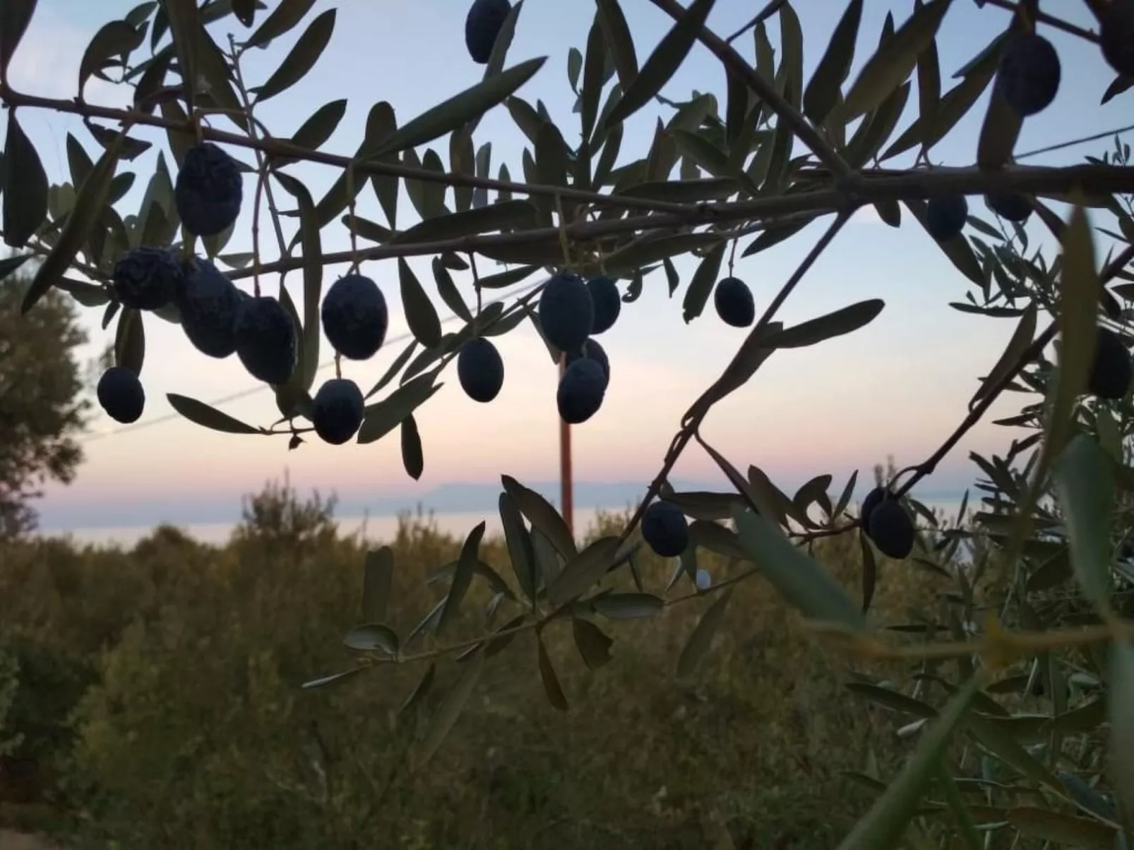 Olivia Sea Cottage-Buiten