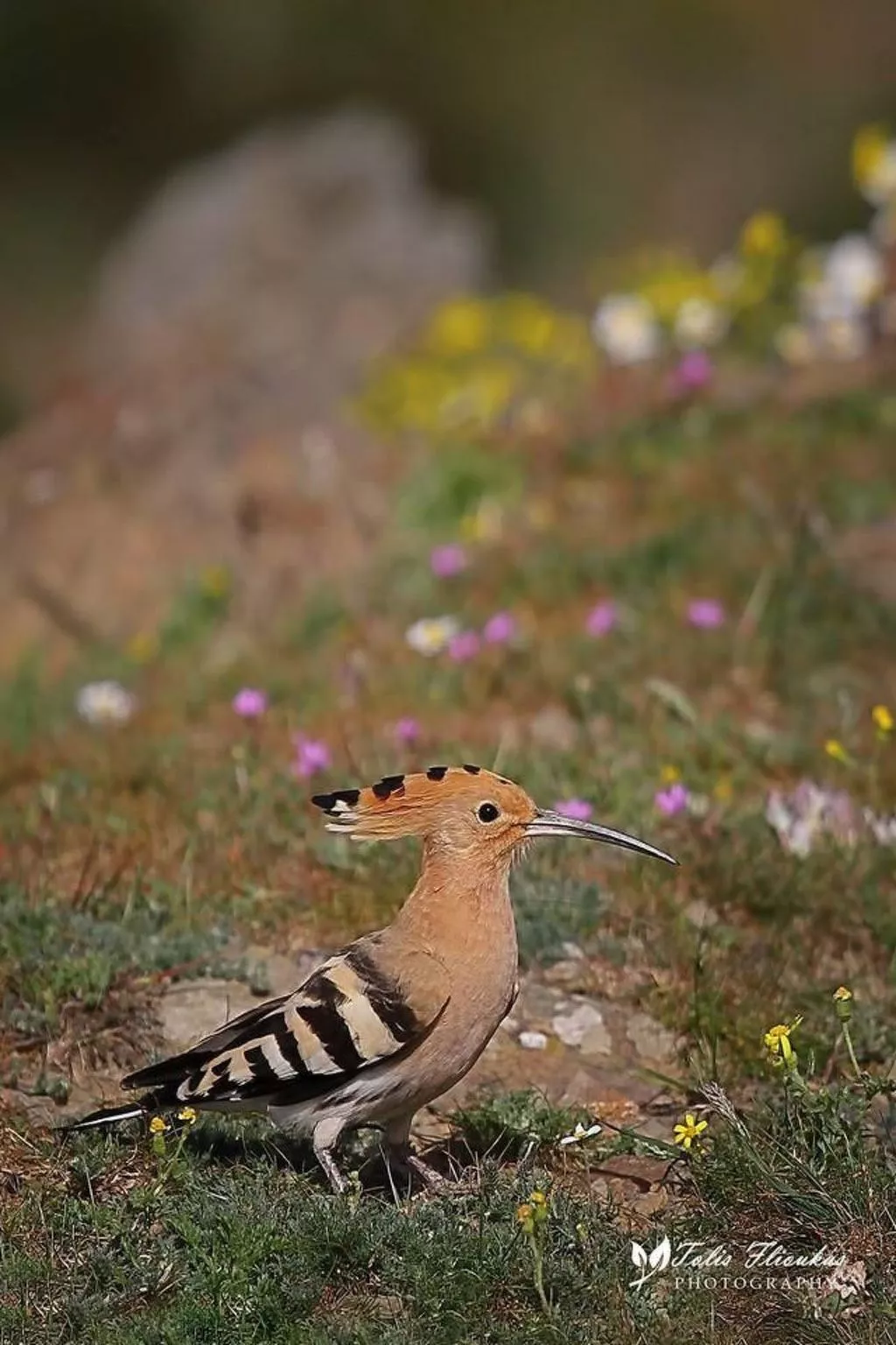 Charmante Villa mit Meerblick - 300m. vom Strand-Binnen