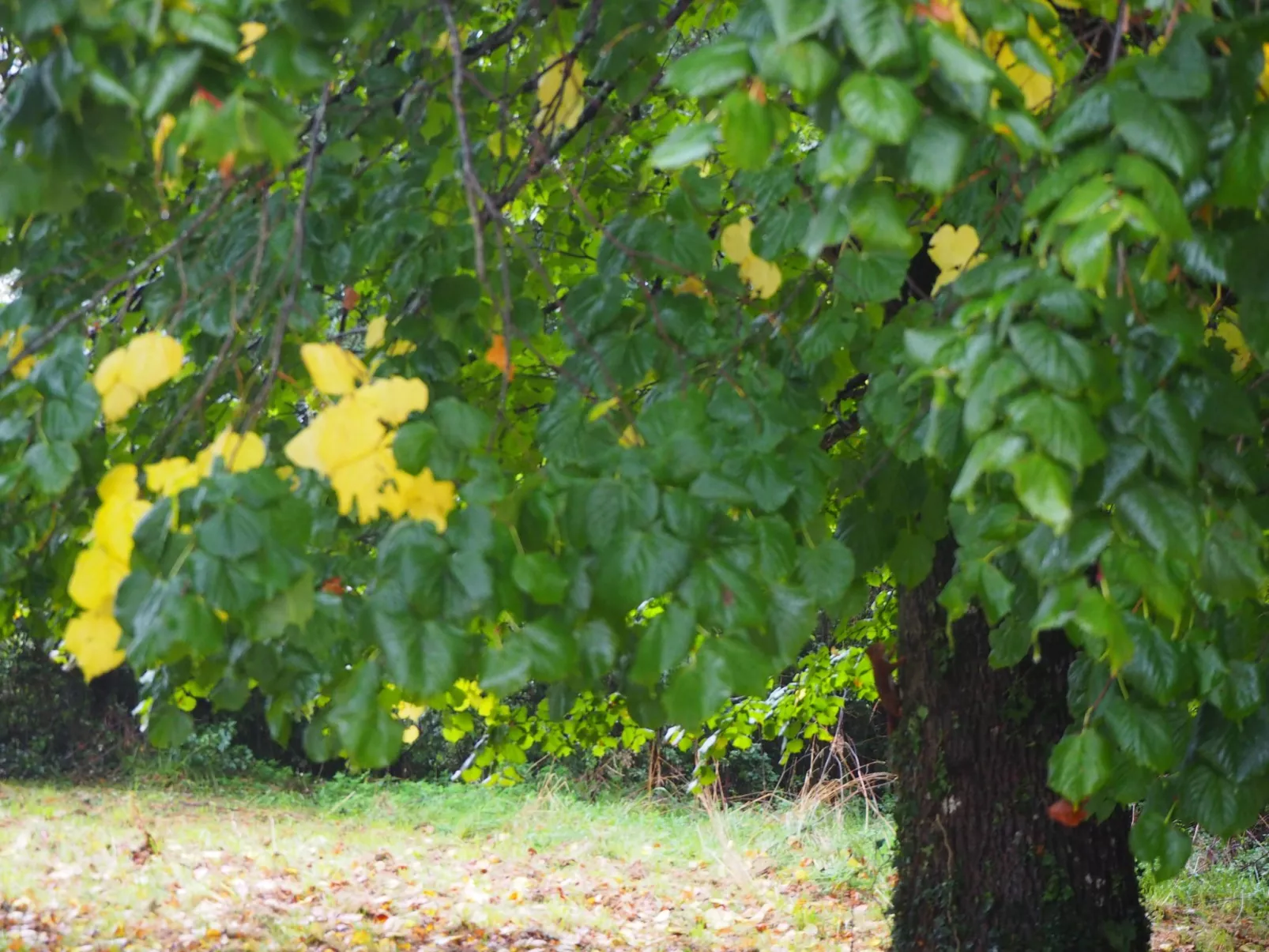 Le Bois aux Ecureuils (Eichhörnchenwald)-Binnen