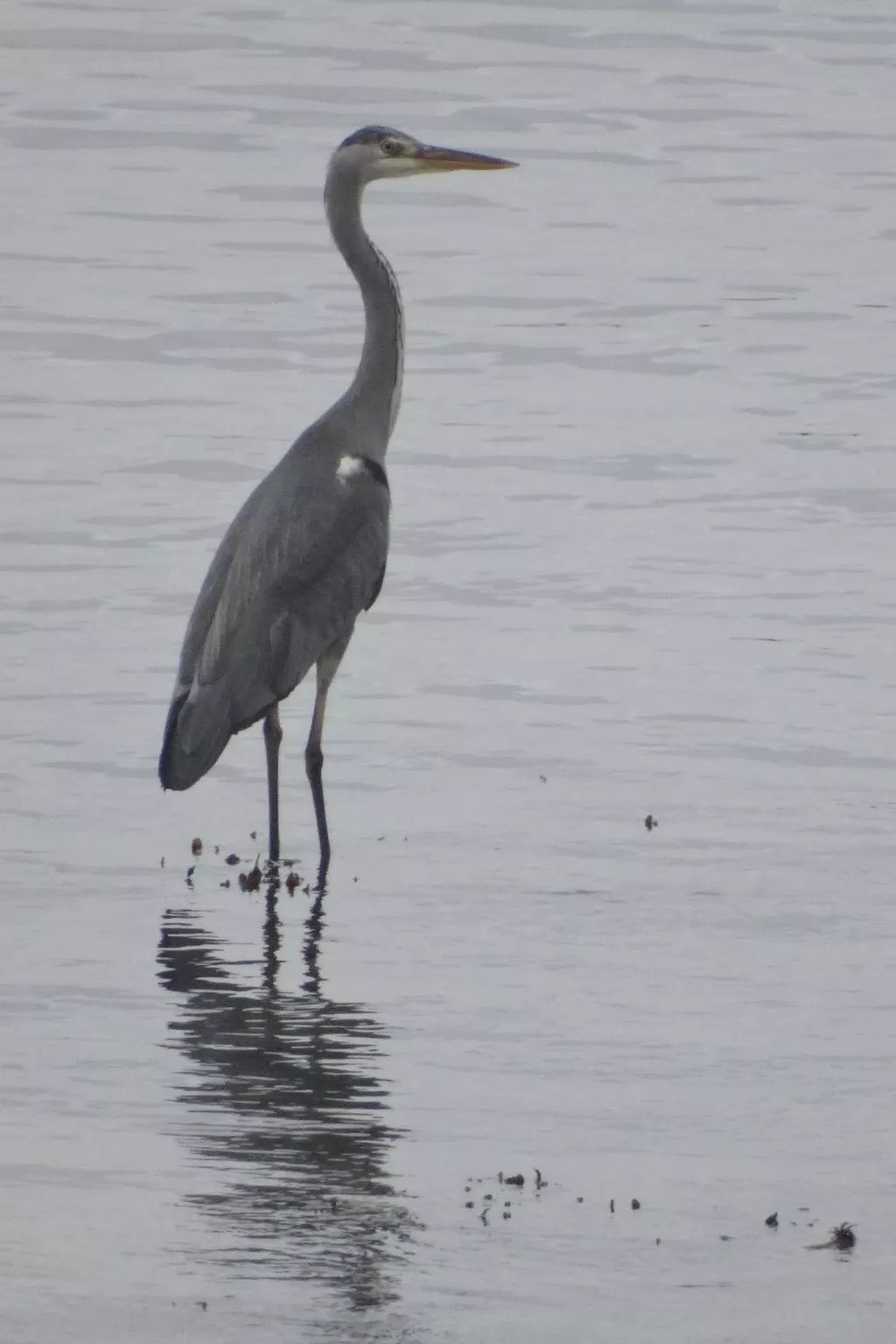 Gîte de la pointe-Binnen