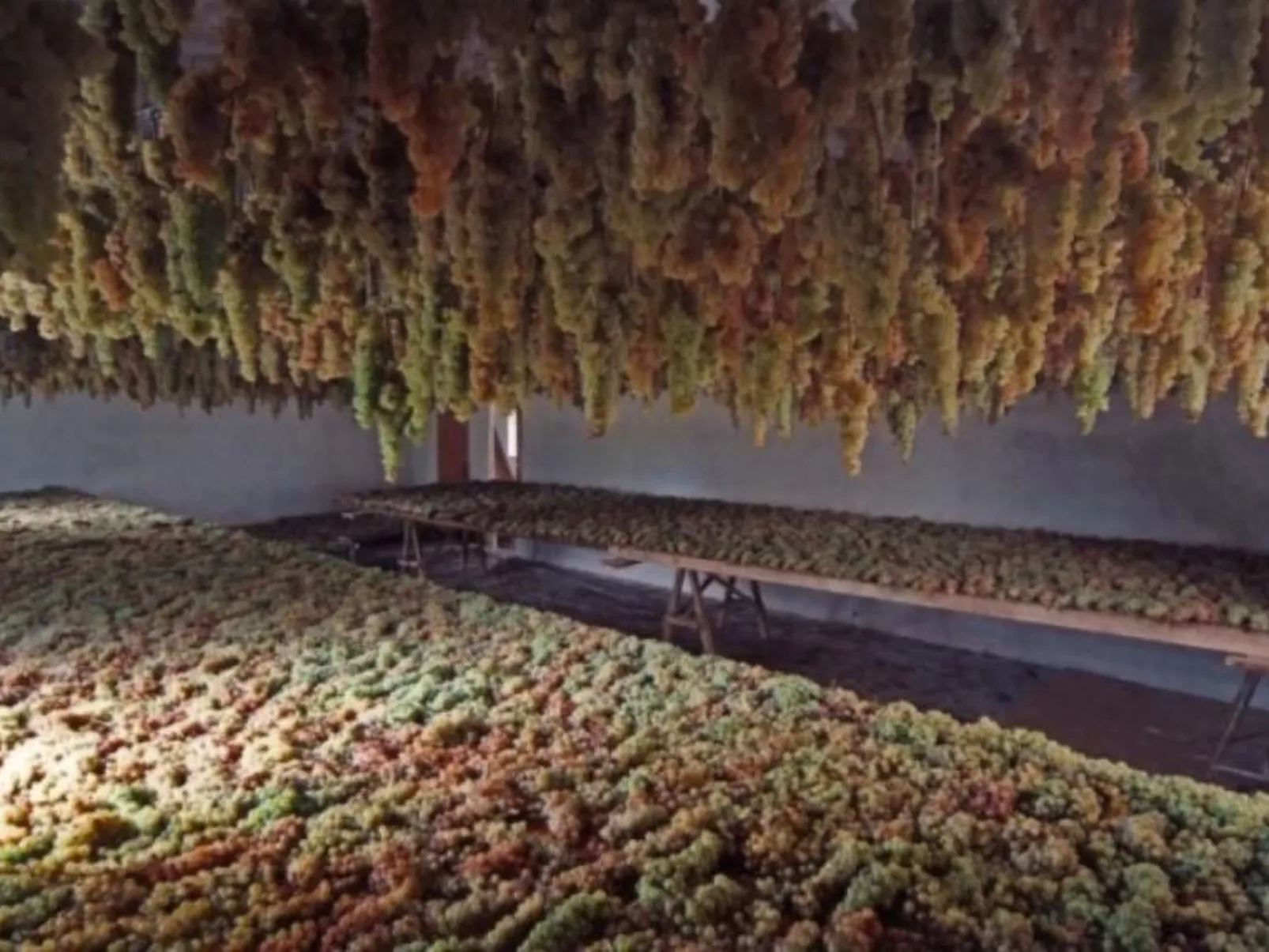 Agritourismus Vigne di Pace - Il Molino-Binnen