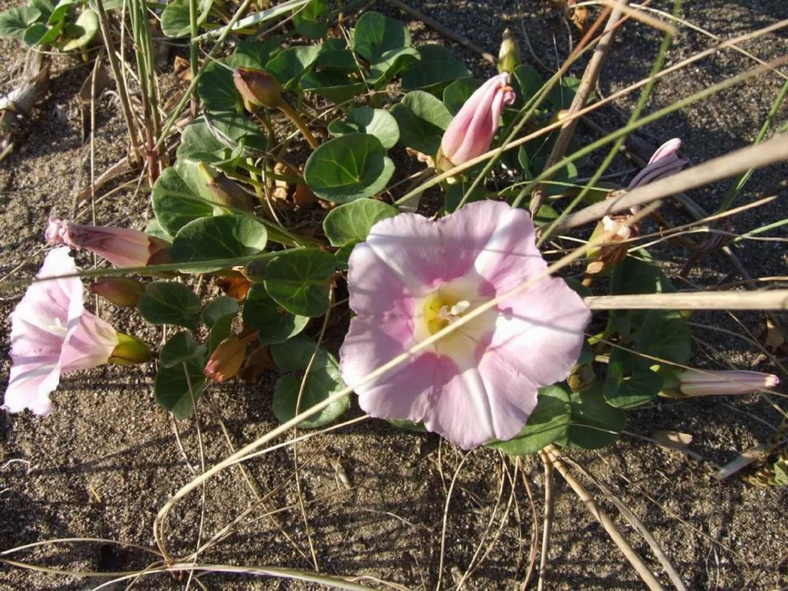 Iris' Wohnung mit Terrasse-Image-tags.info