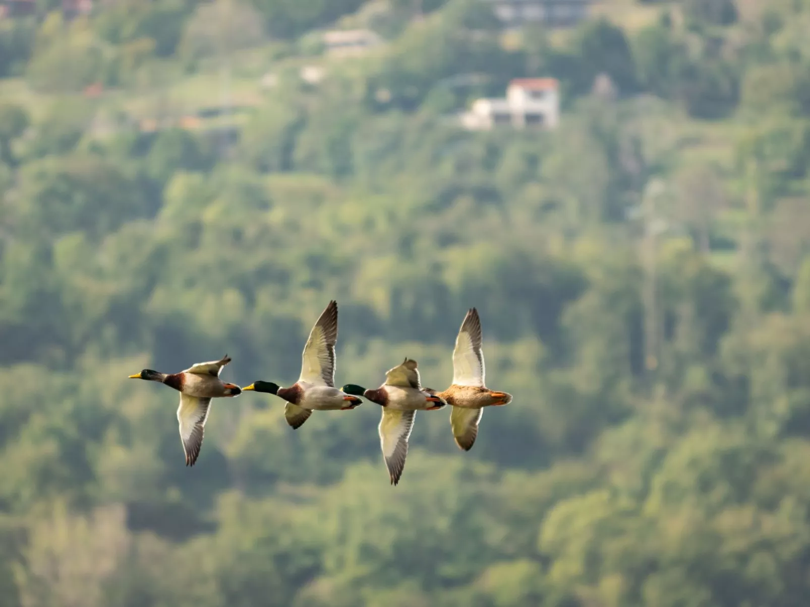 Studio-Apartment mit Zwischengeschoss in einem historischen Gebäude in Zorzino-Binnen