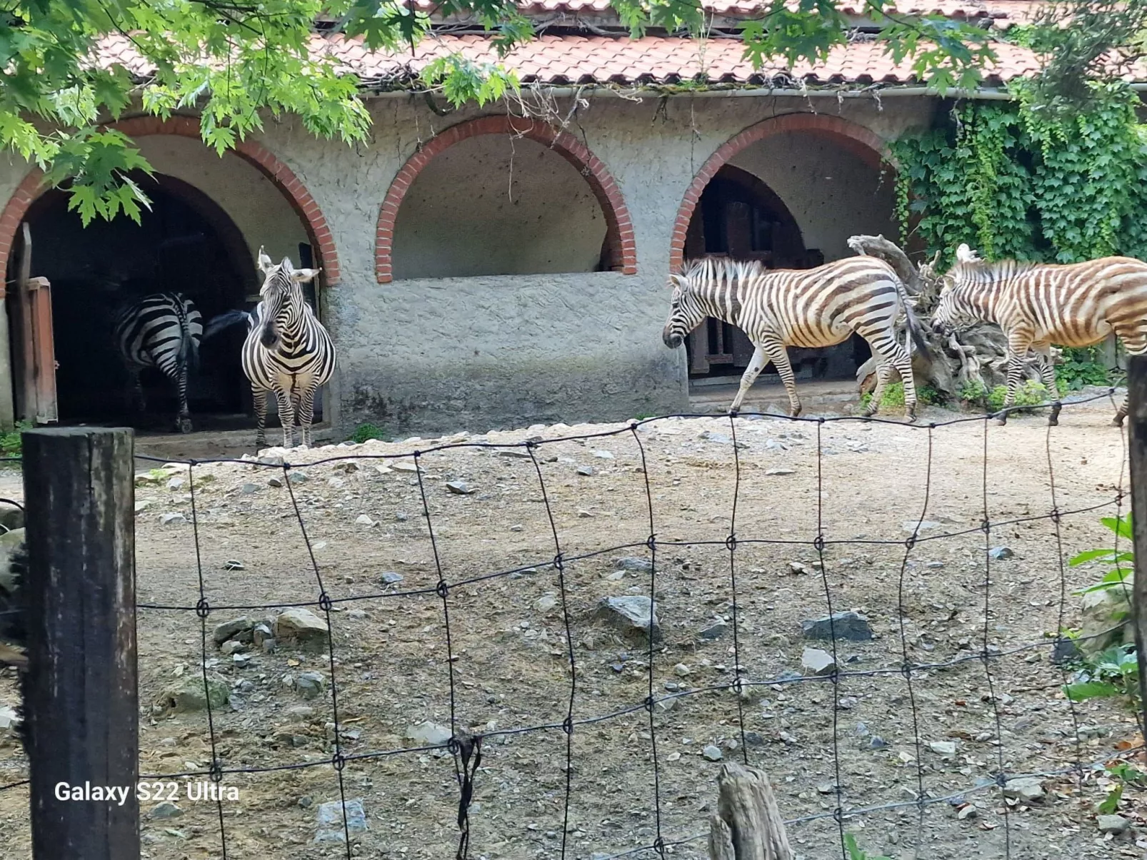 Rosa Selvatica by Holiday World-Image-tags.info