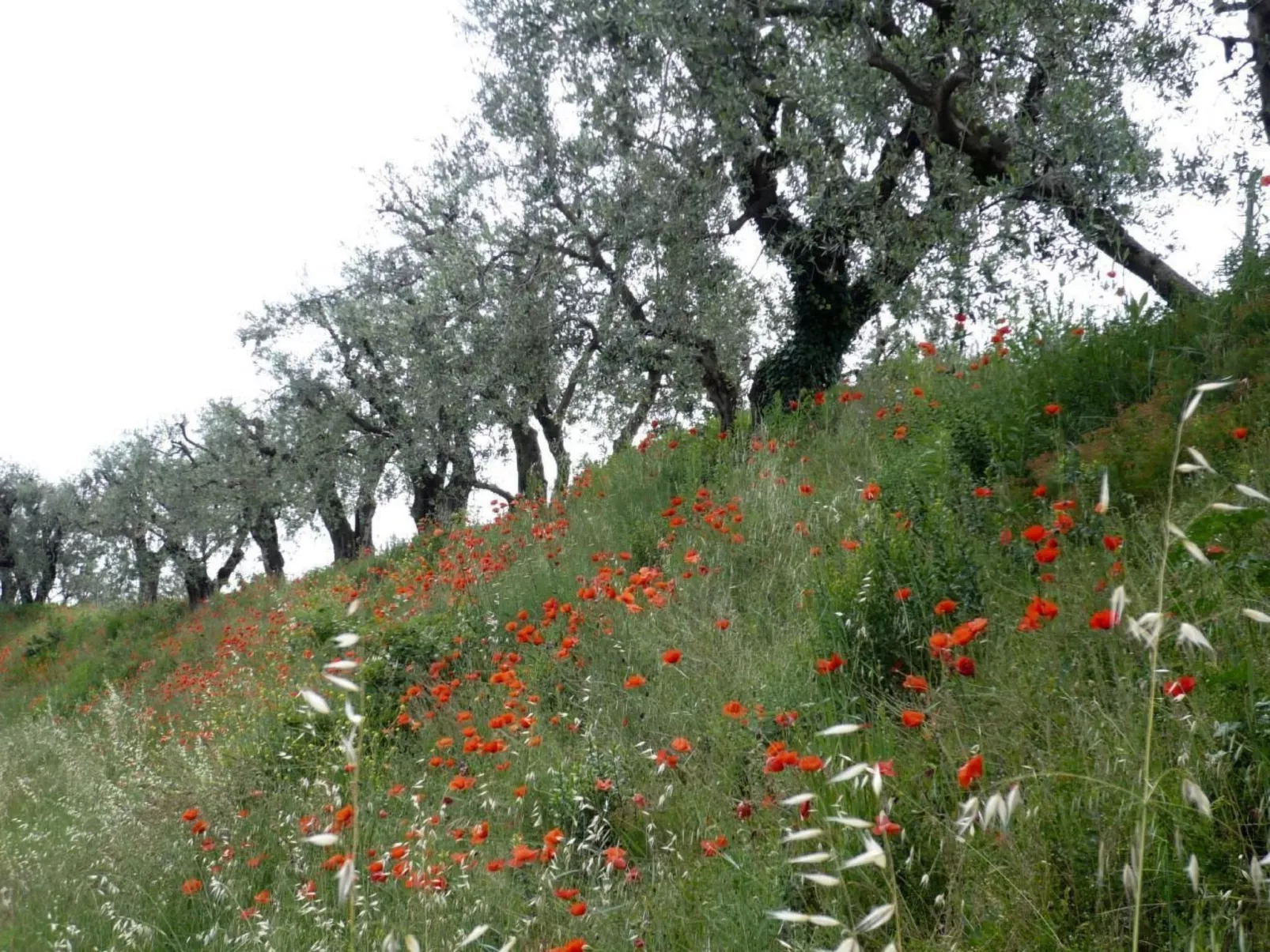 Gardasee Colá/Lazise-Binnen