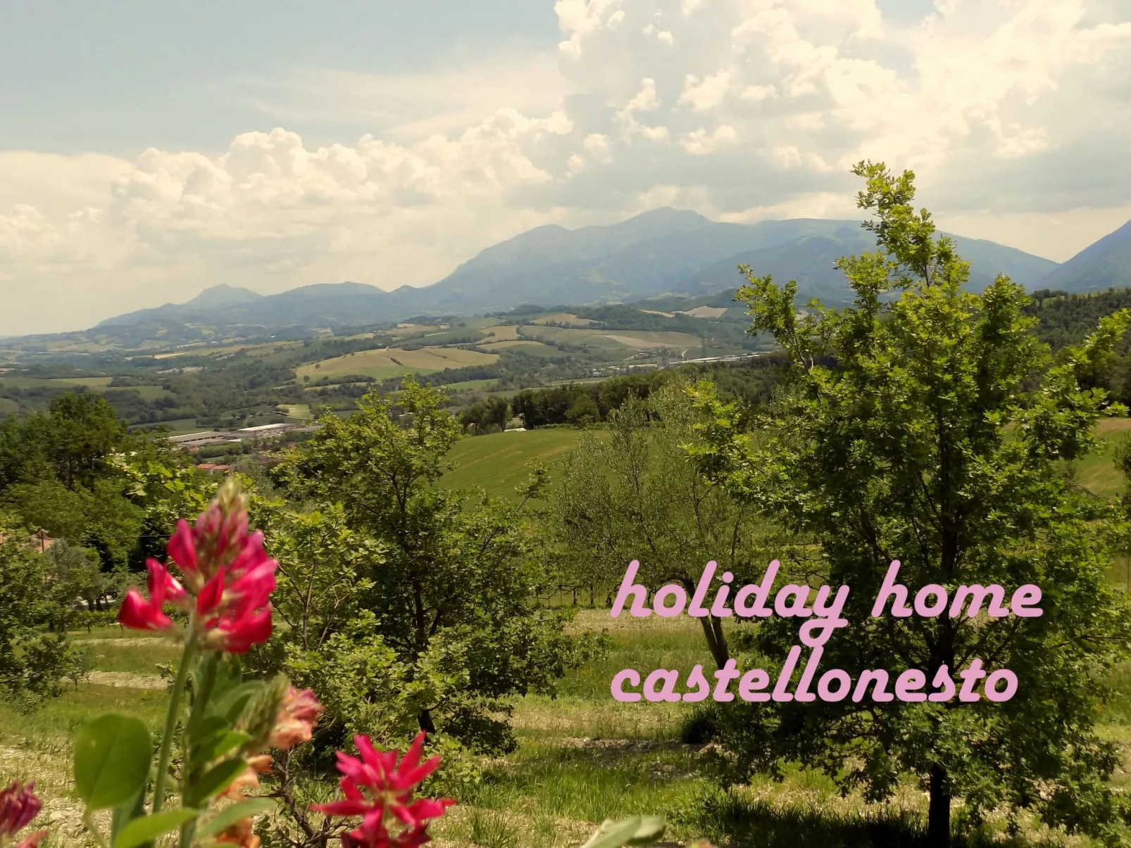 Flacher Flieder-Buiten