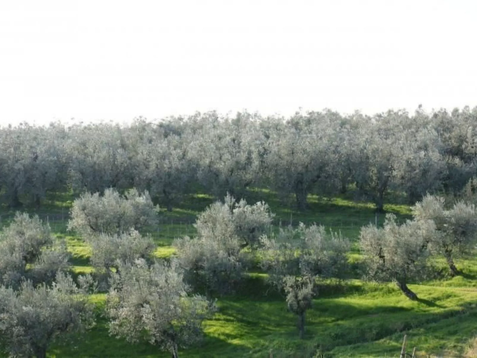 Teil eines alten toskanischen Bauernhauses für 4-6 Personen-Image-tags.info