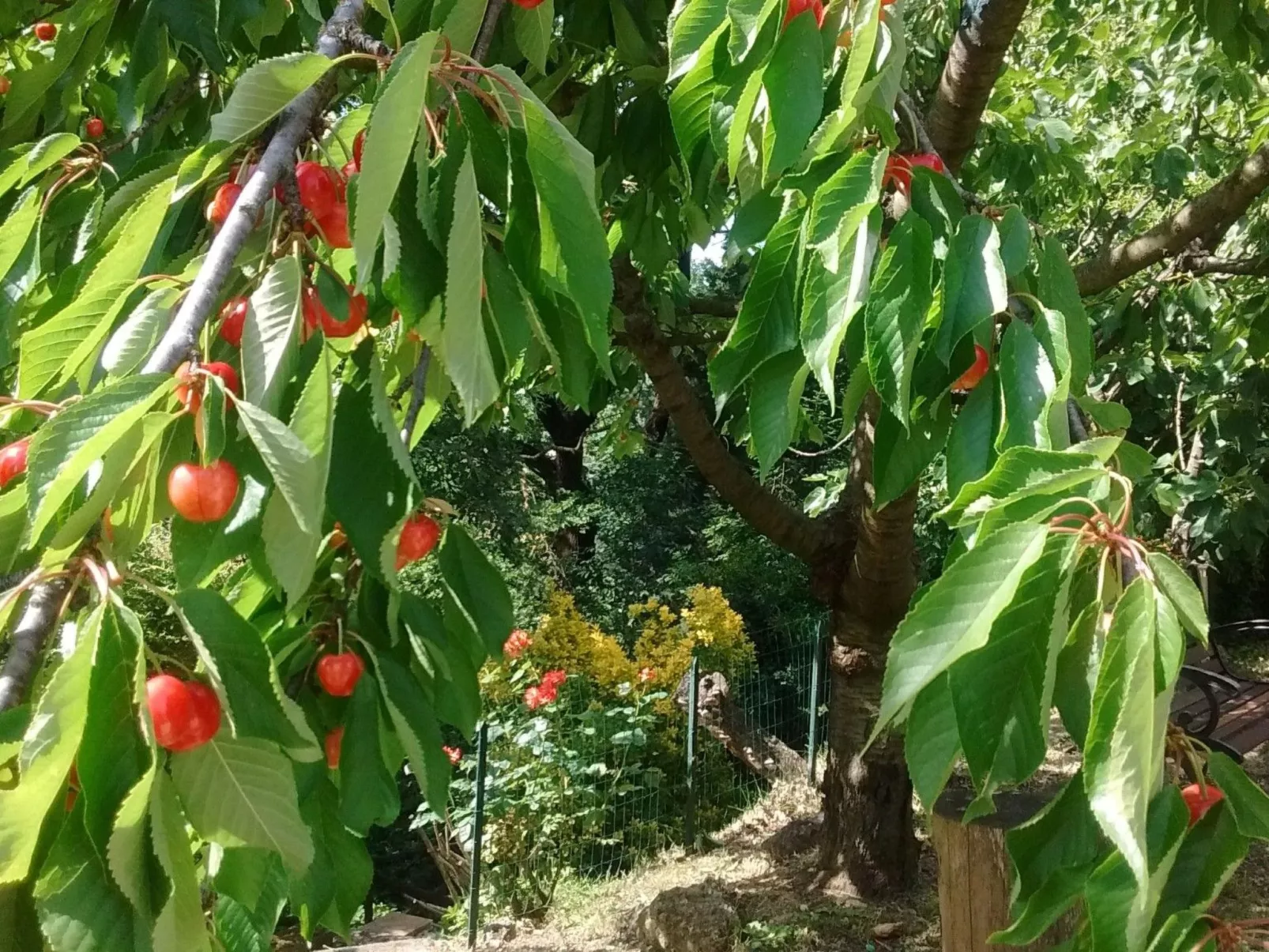 Wohnung Bosco-Buiten