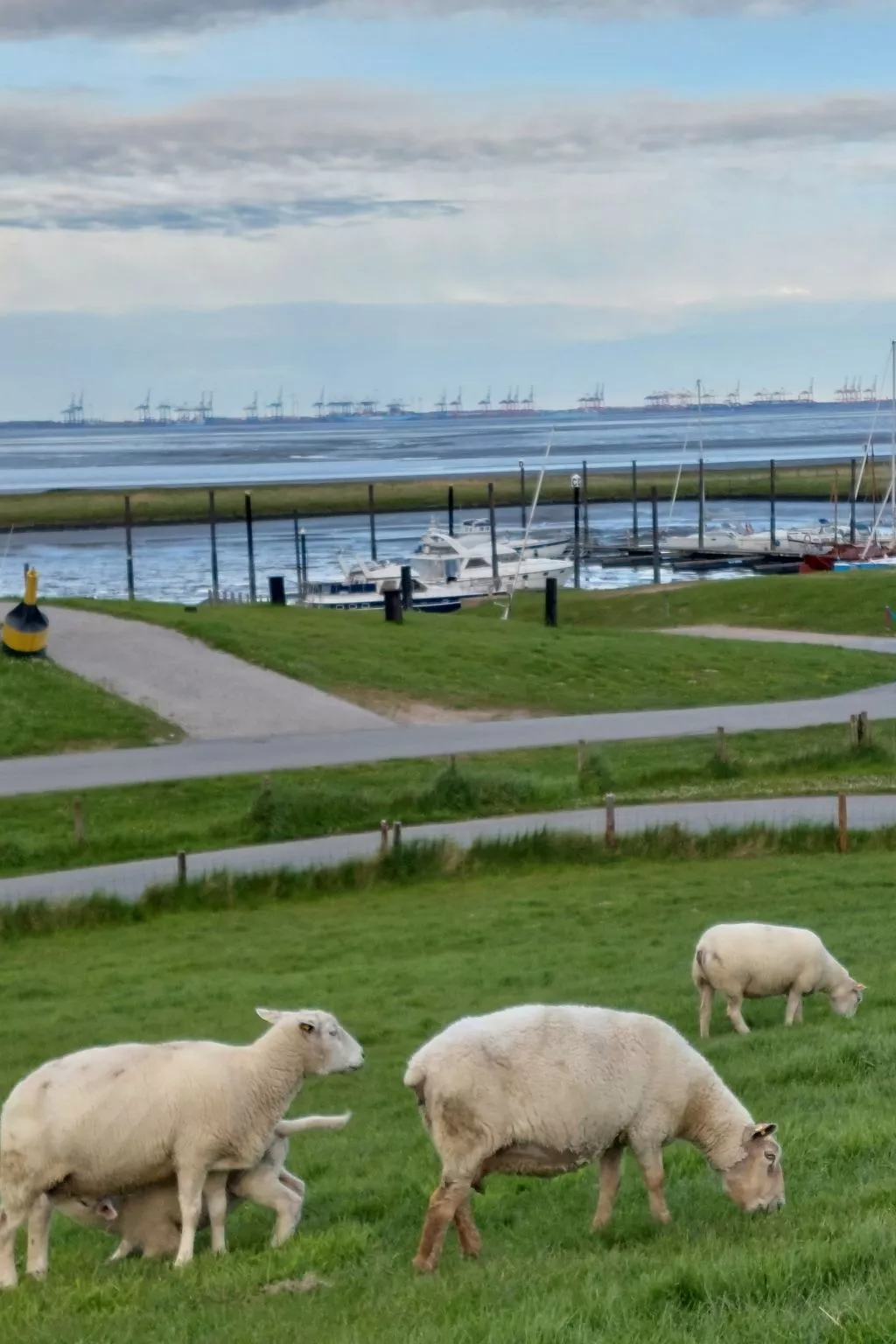 Wattwurm in Fedderwardersiel-Binnen