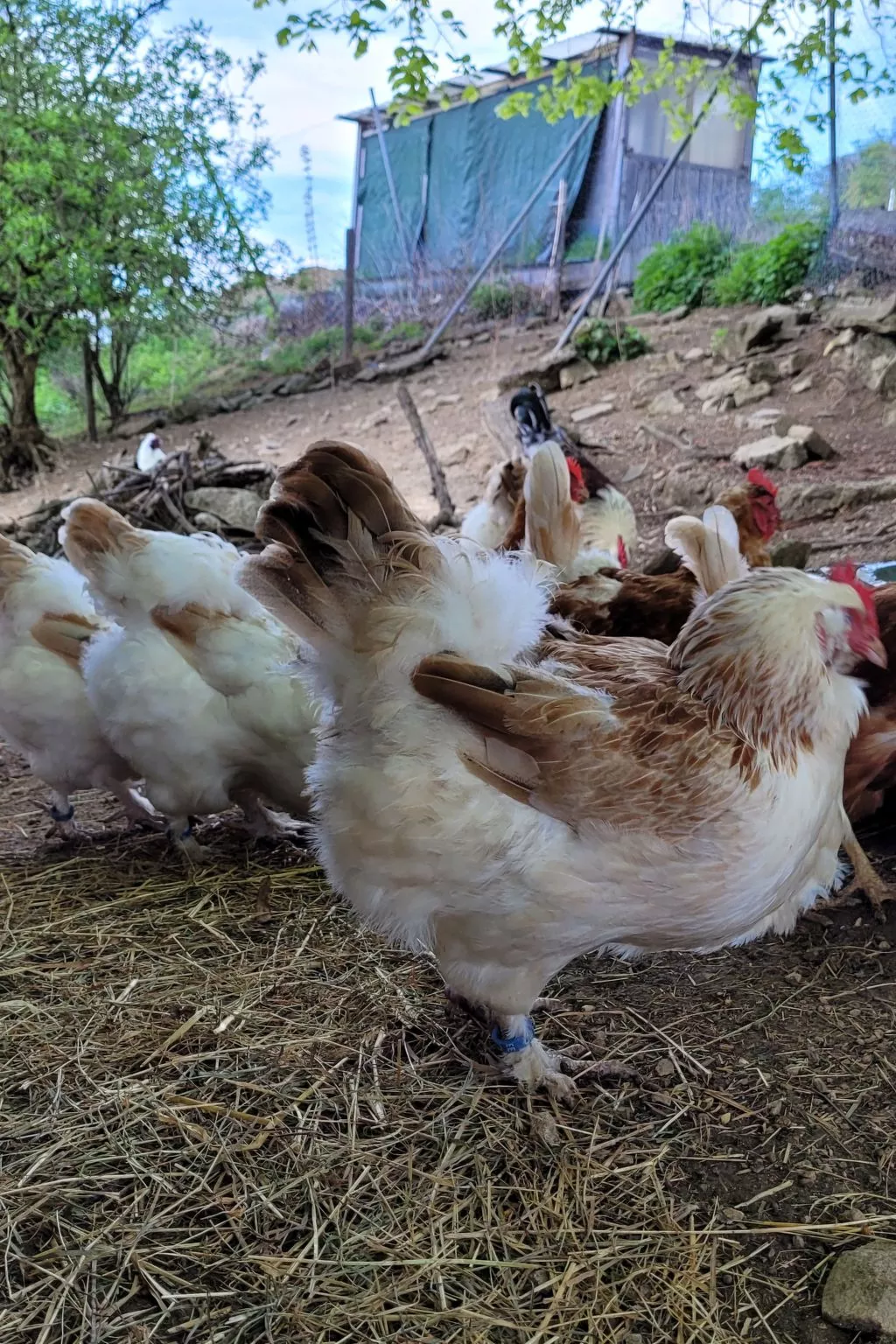 Chalet Staufenhof-Binnen