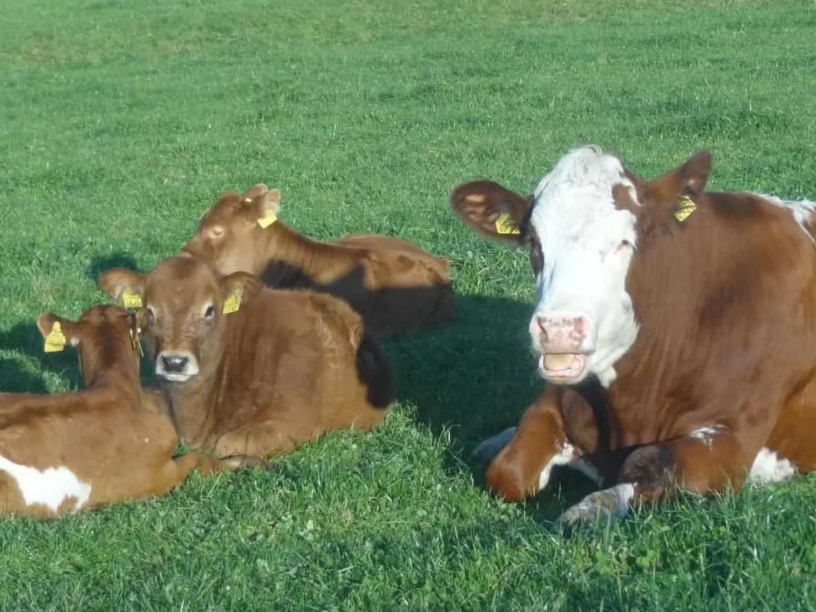 Burehof Waltrigen-Binnen