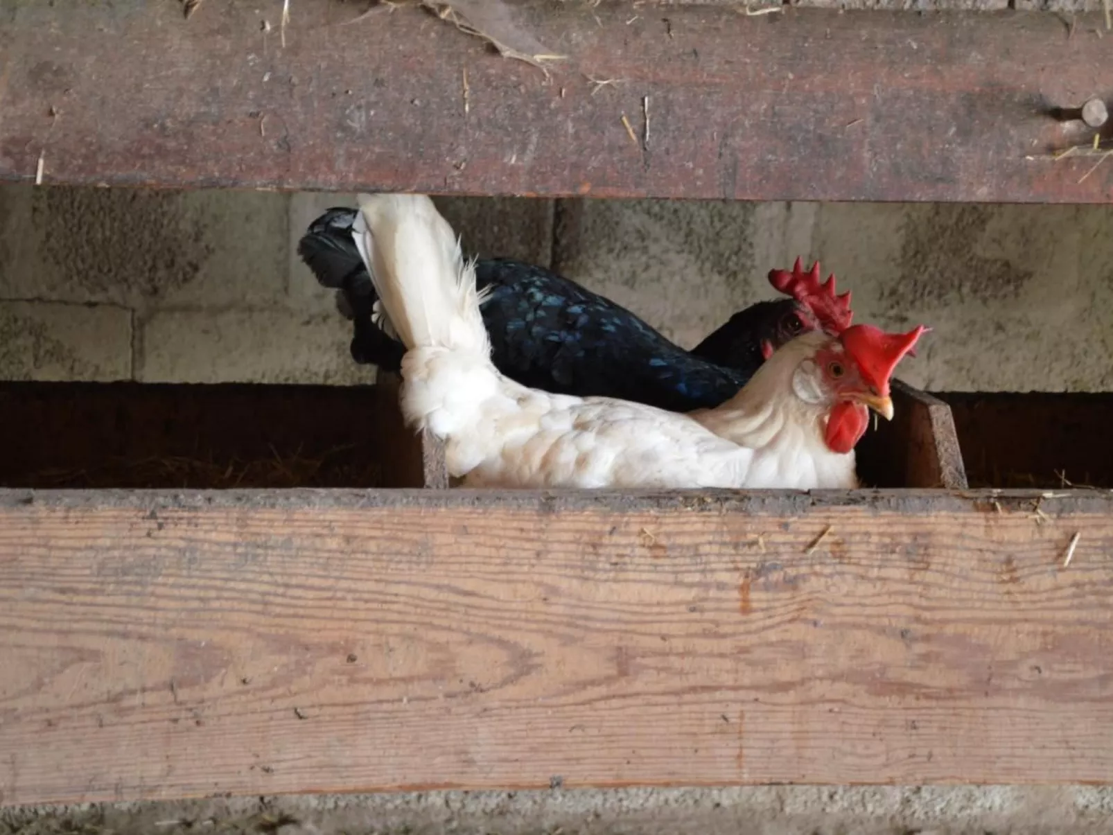 Bauernhof Gerber-Binnen