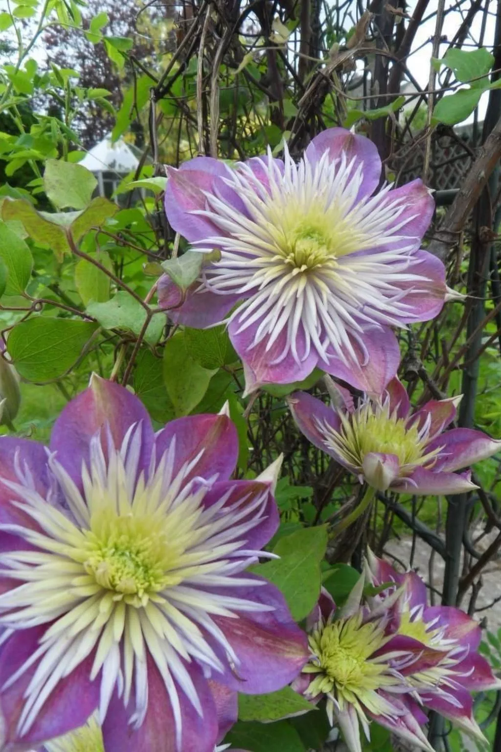 Schönes viktorianische Villa in Blairgowrie-Binnen