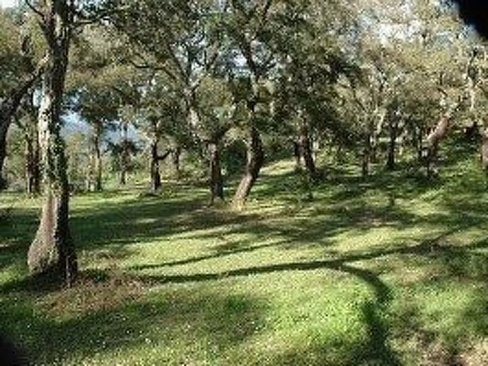 In Sartène mit Eigener Terrasse-Buiten