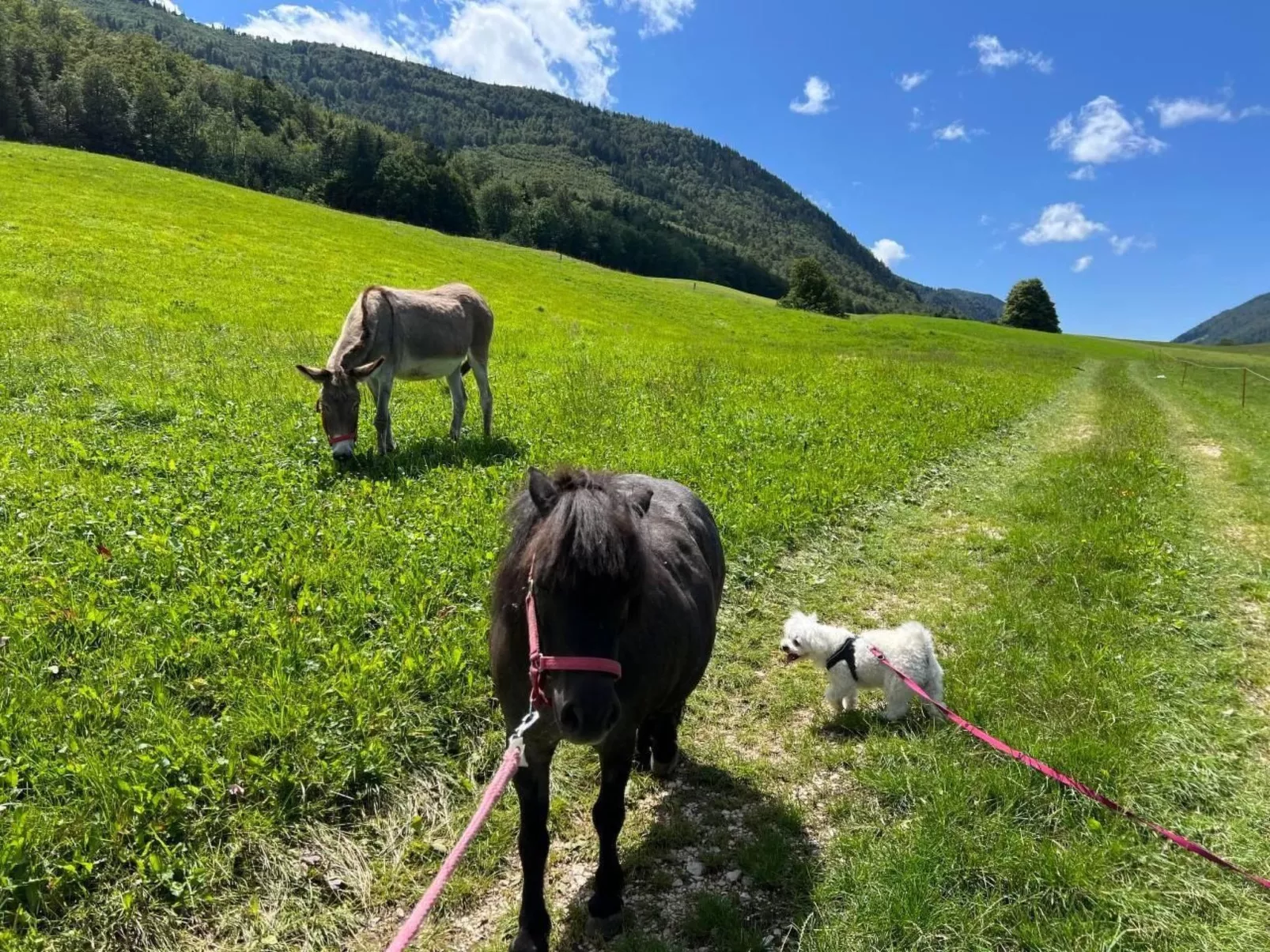 Schafmatthof Dachwohnung-Image-tags.info