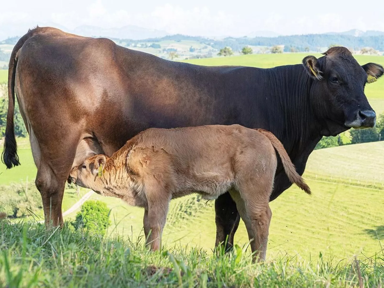 Eggenhof Ferien-Buiten