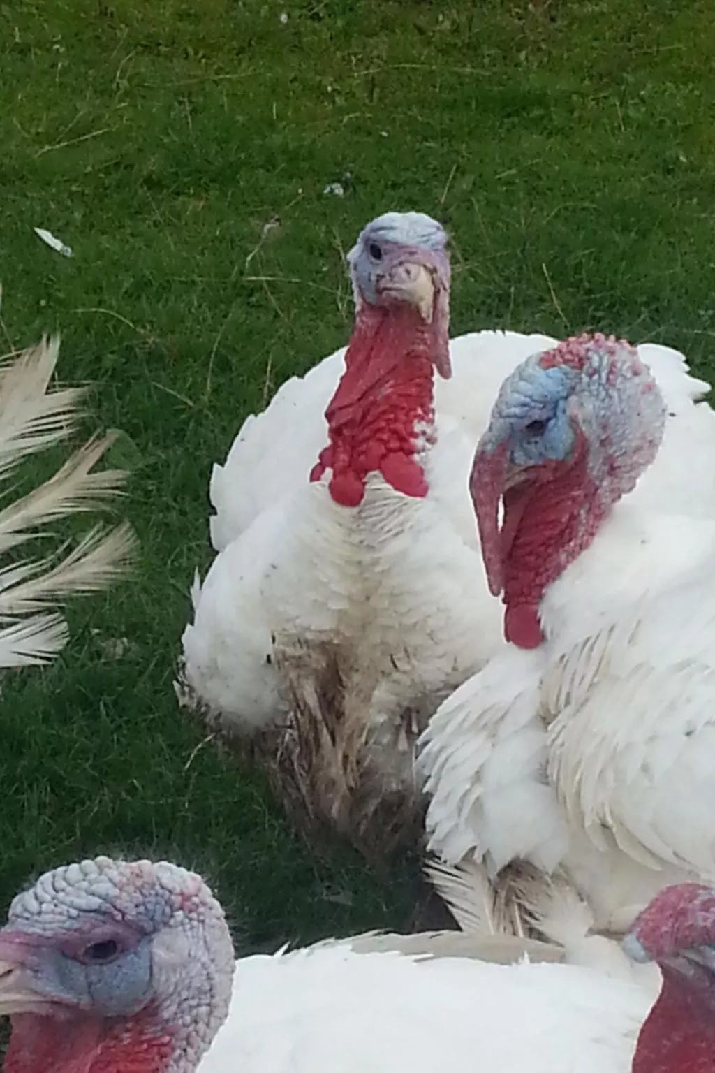 Herzfenner Landhaus-Image-tags.info