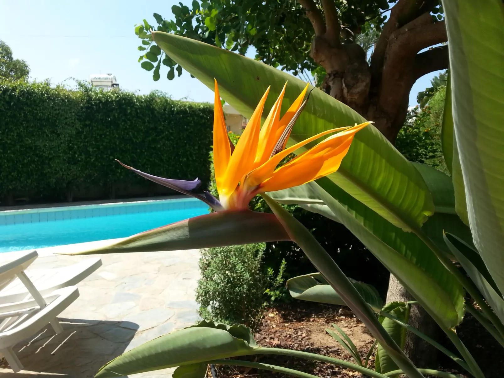 Kissonerga Apartment-Image-tags.info