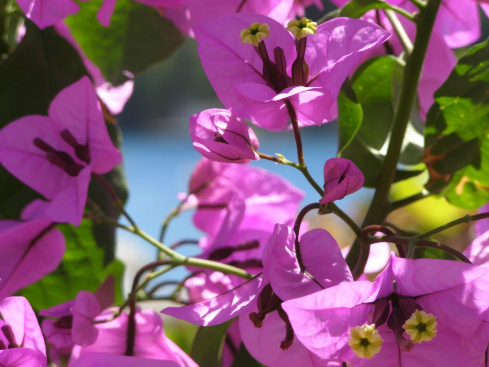 Wohnung mit zwei Schlafzimmern, direkt am Meer-Image-tags.info