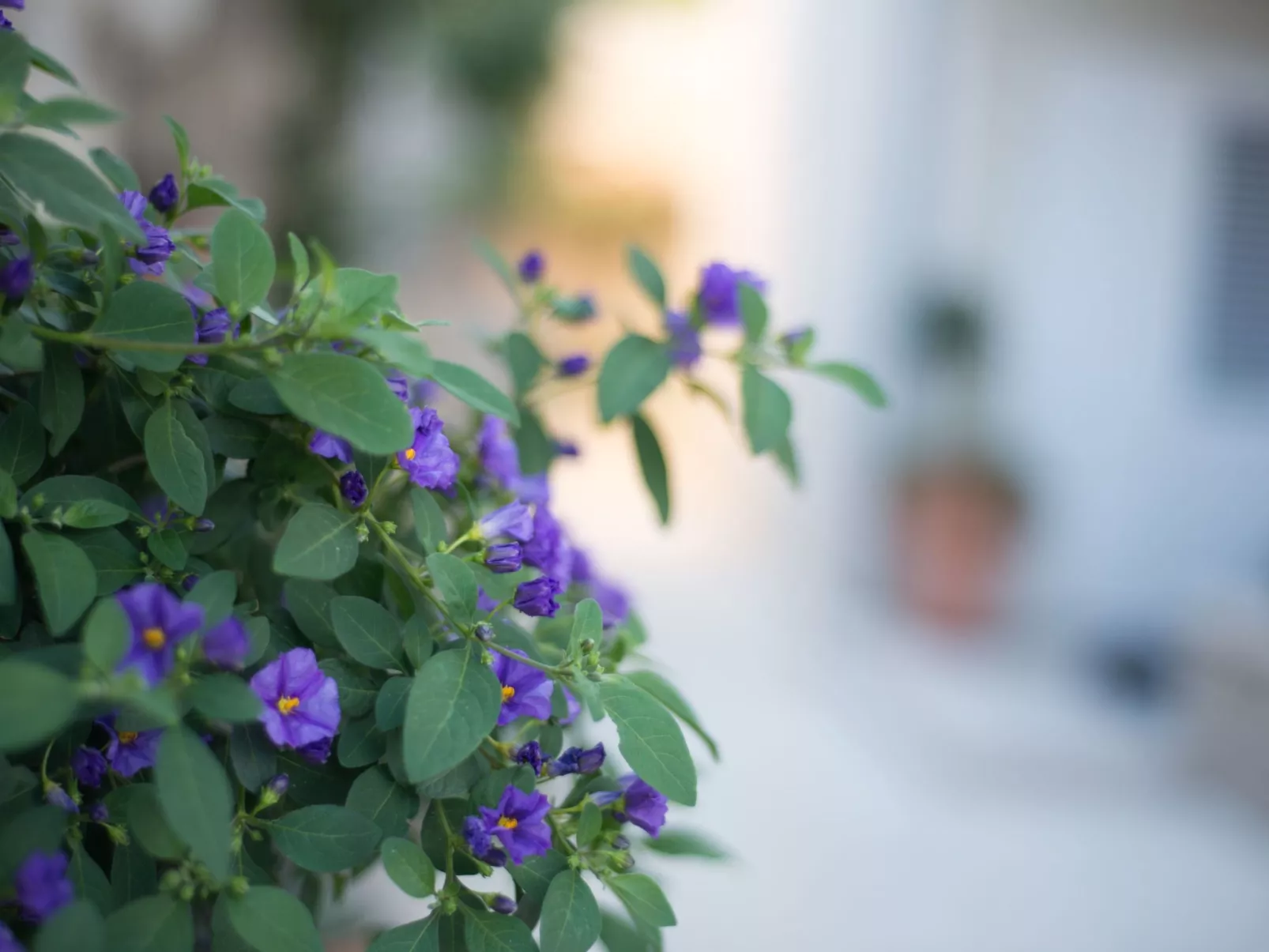 Wohnung für 4 Personen mit Pool-Buiten