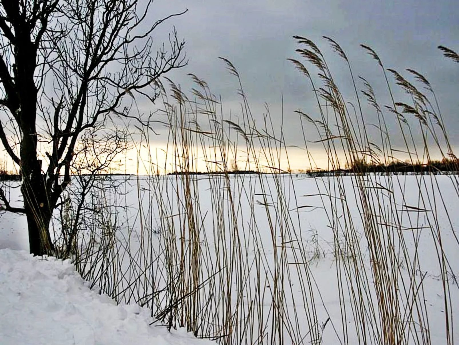 Zwergmöwe in Neue Tiefe-Binnen