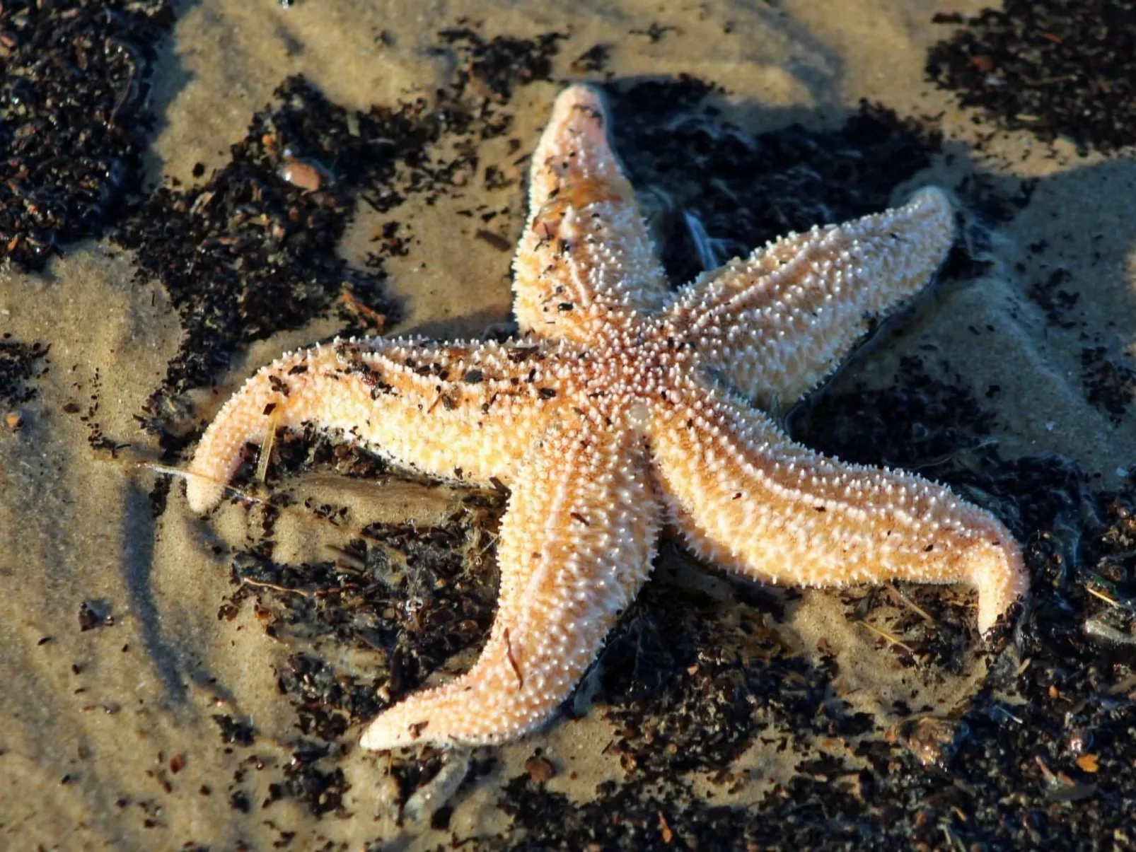 Sommerhaus "De Zeester"-Binnen