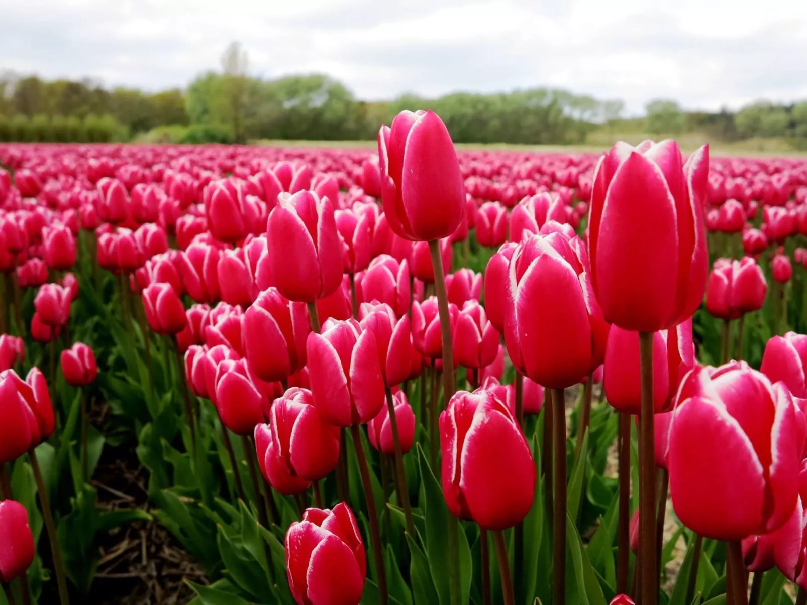 Sommerhaus in ruhiger Lage mit privatem Garten und Terrasse-Buiten
