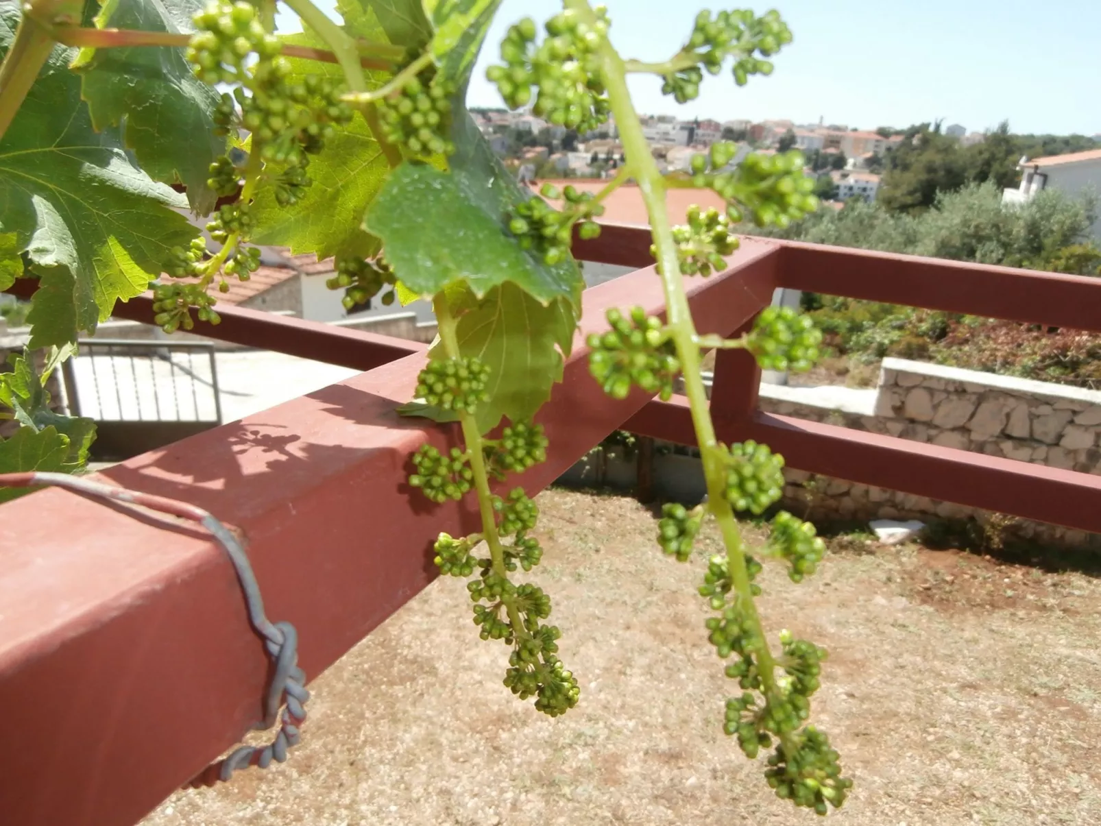Wohnung mit Balkon und Meerblick-Binnen