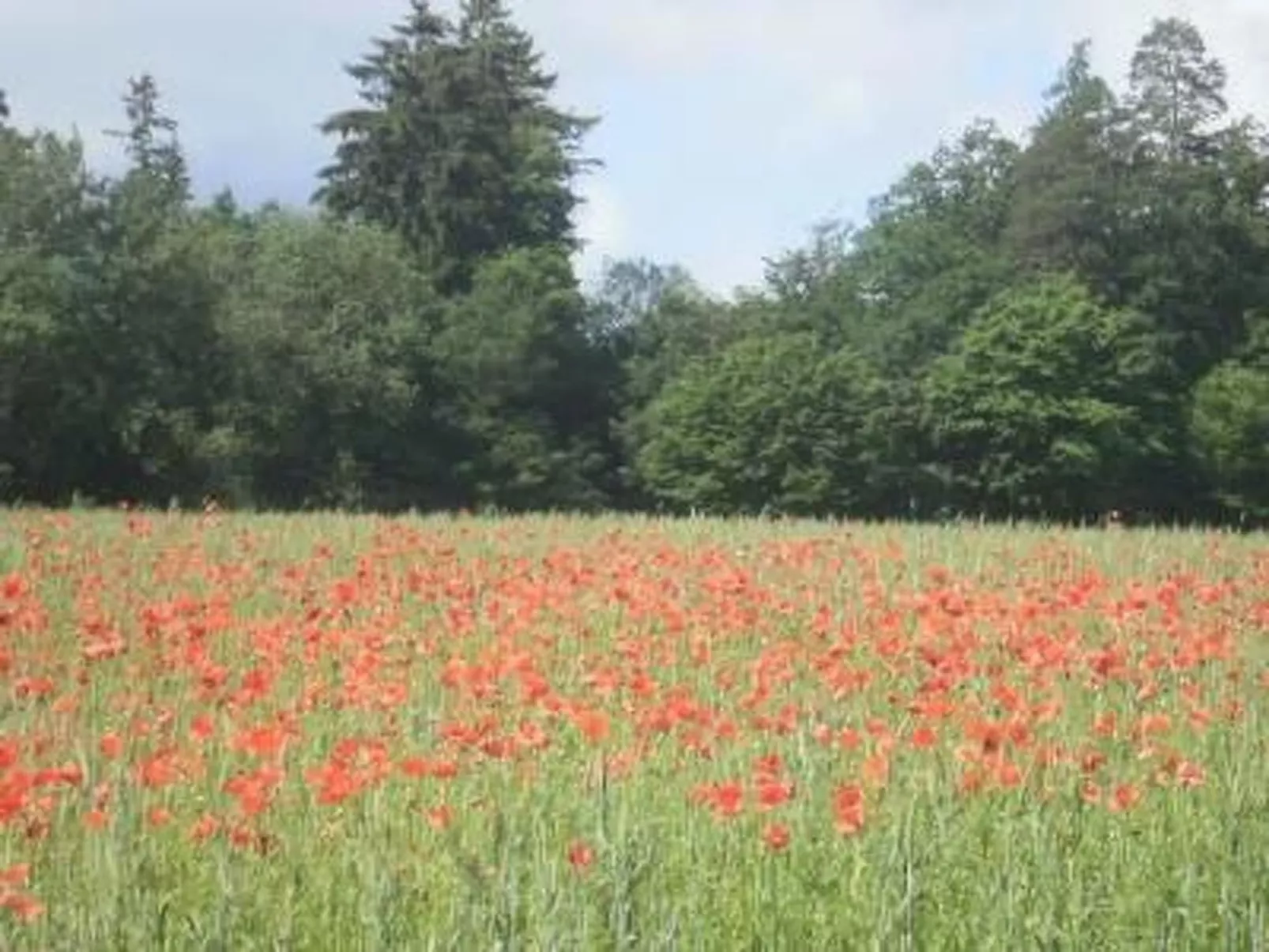 Mit Liebe ausgestattetes Haus im Naturpark-Binnen