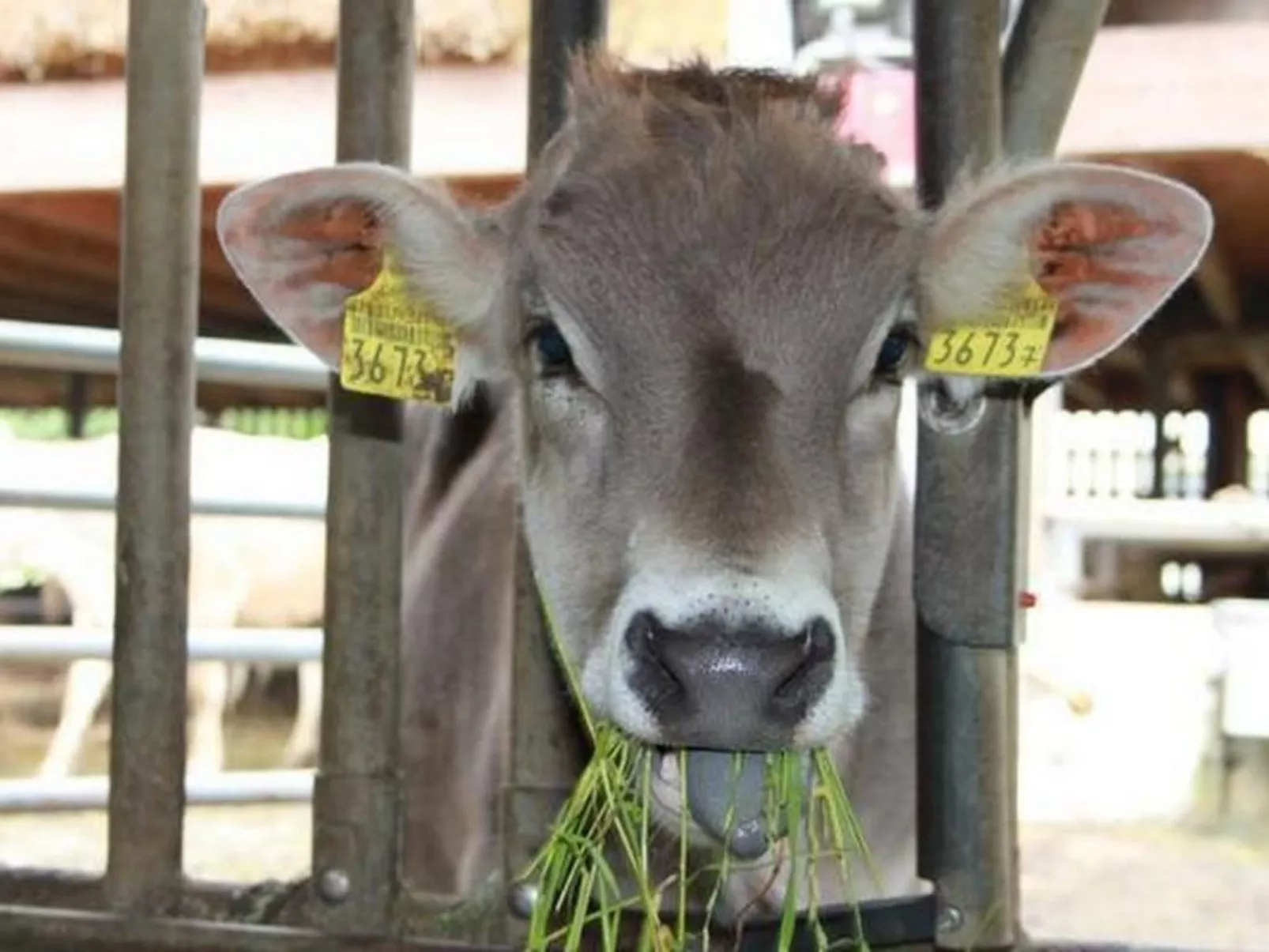 Rosentürmli - Image-tags.info