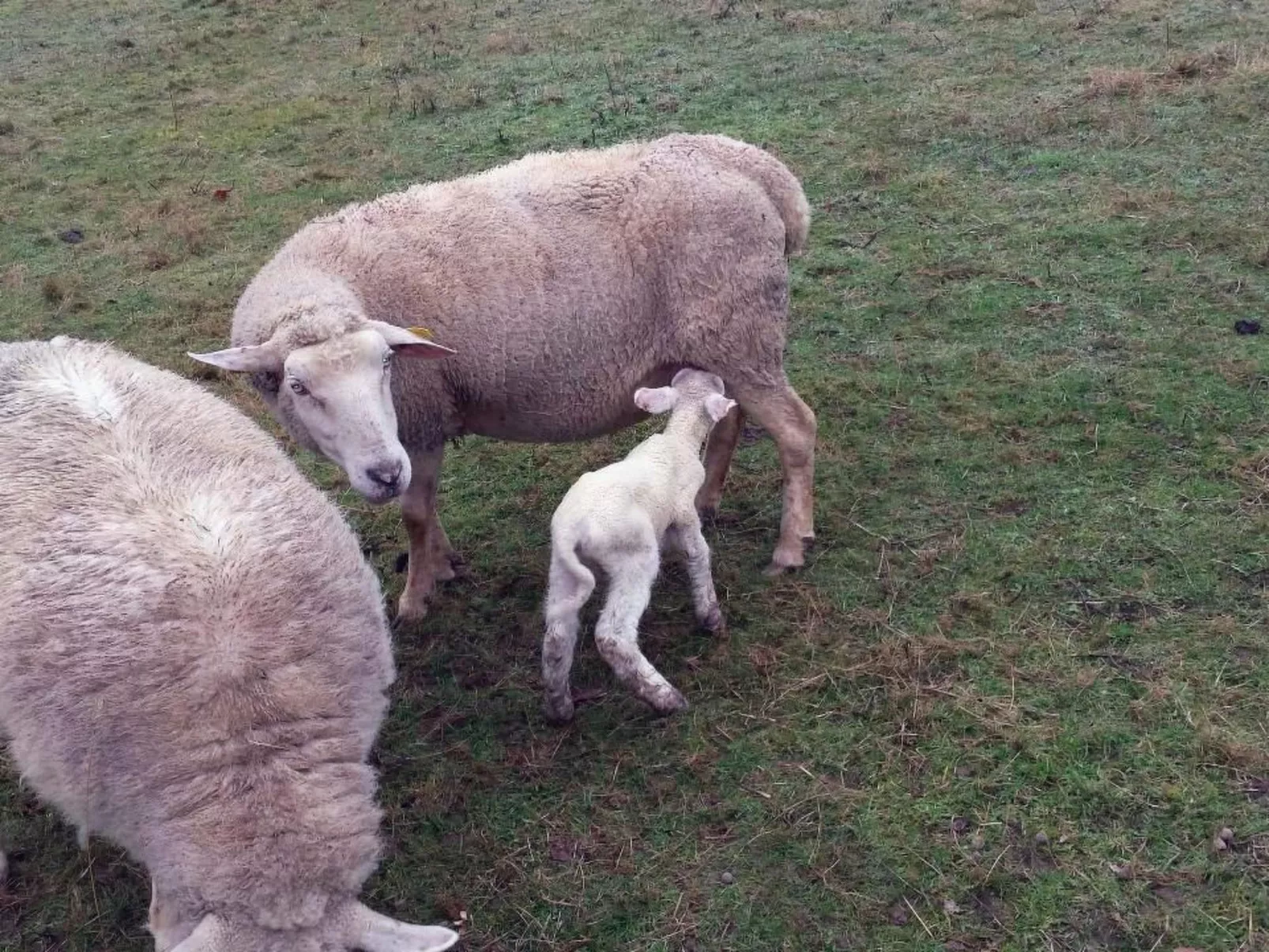 Swimmingpool, ruhig auf dem Land für zwei-Binnen