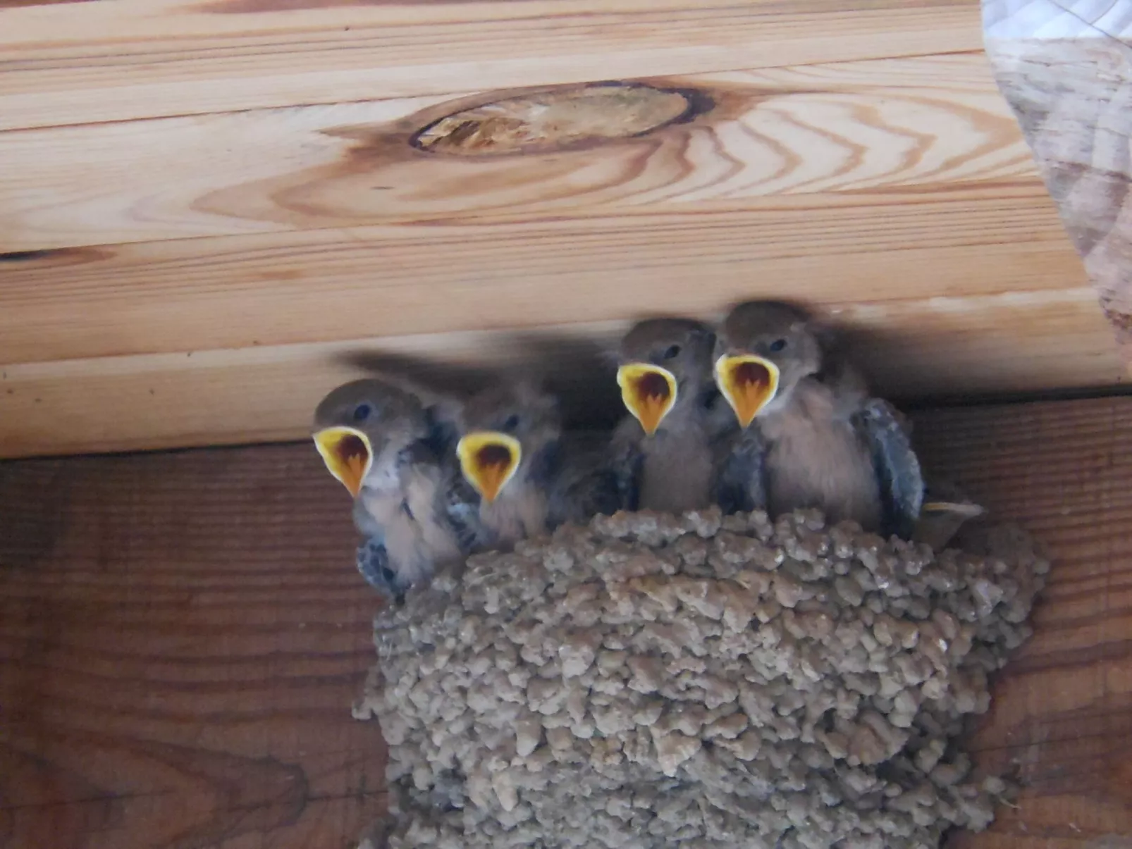 "Les Glycines"-Binnen