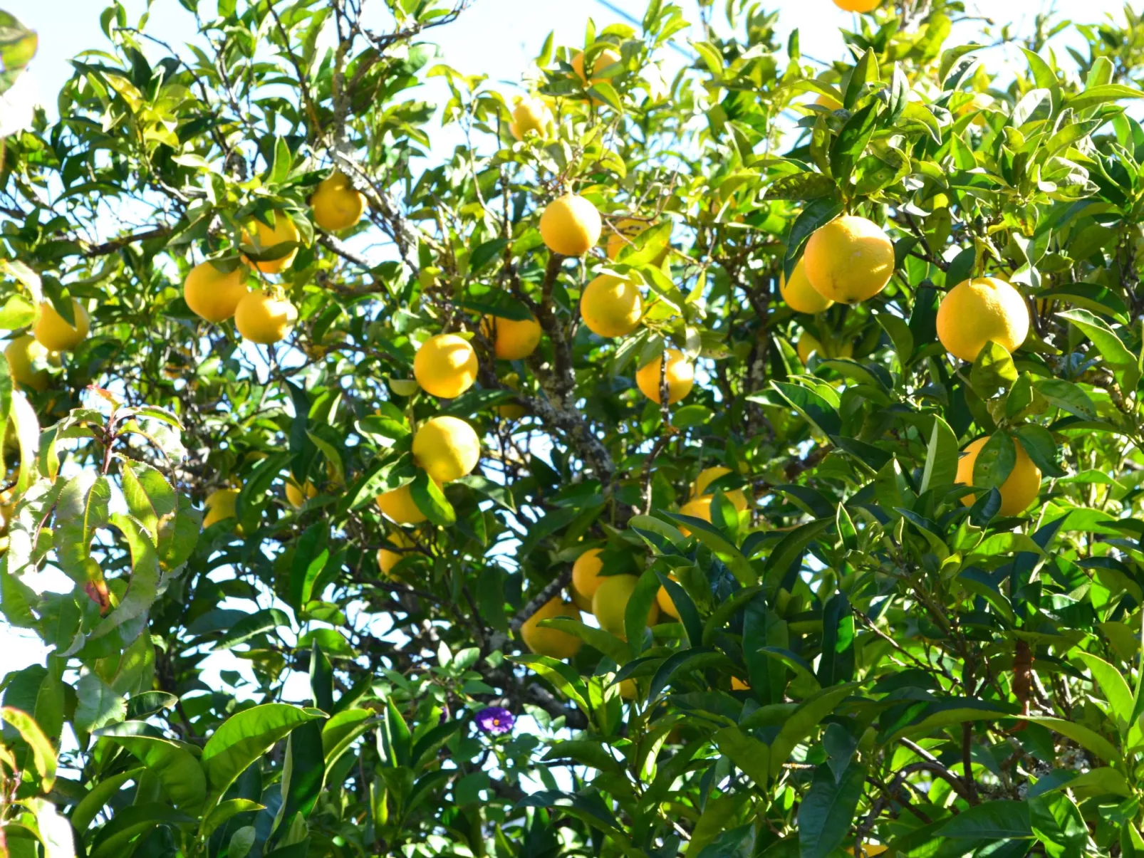 Luxuriöse Privatvilla mit Infinity-Pool-Image-tags.info