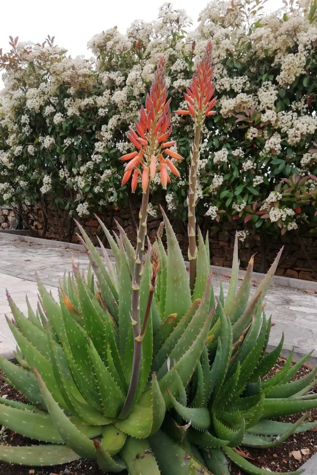 Haus Mirelia für zwei Personen mit Garten-Buiten