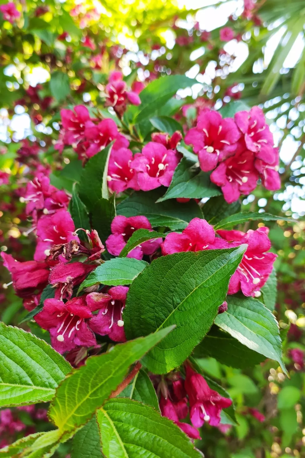 Fachwerkhaus "La Longère" Escapade Normande-Buiten