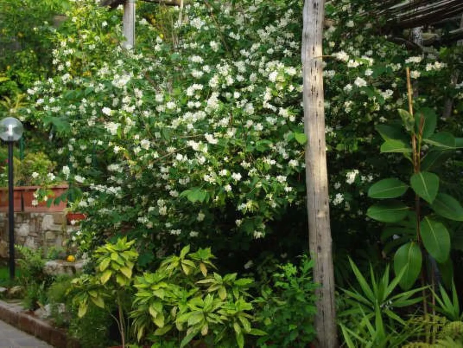 Rosa' Wohnung mit privatem Garten-Buiten