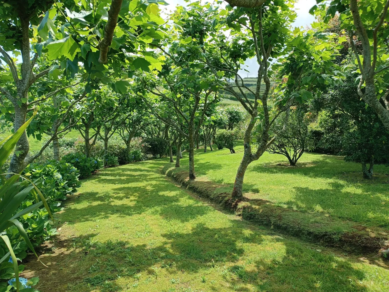 Casa da Fonte - Historisches Steinhaus auf den Azoren-Buiten