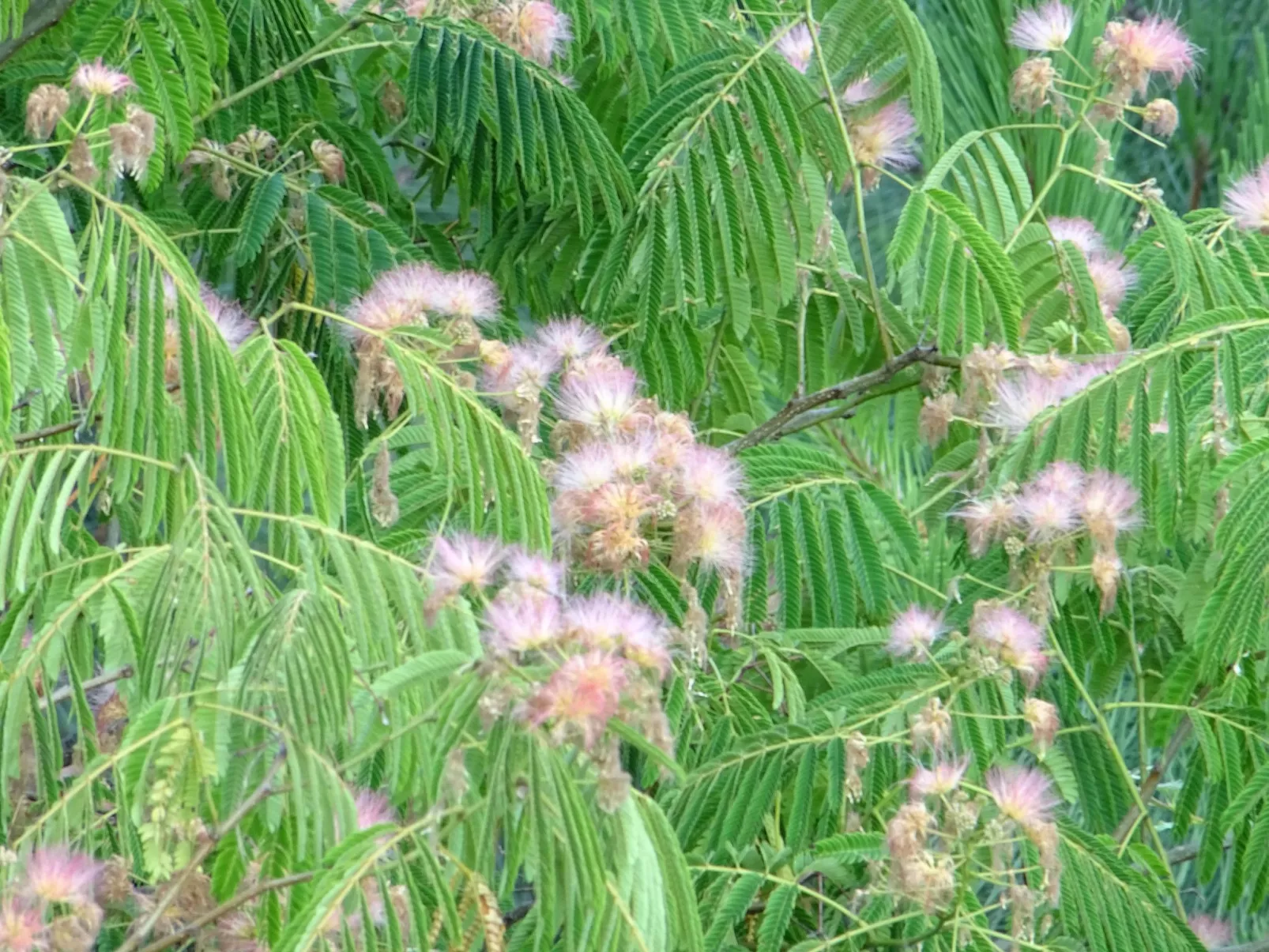 Klimatisiertes Ferienhaus mit Pool-Buiten