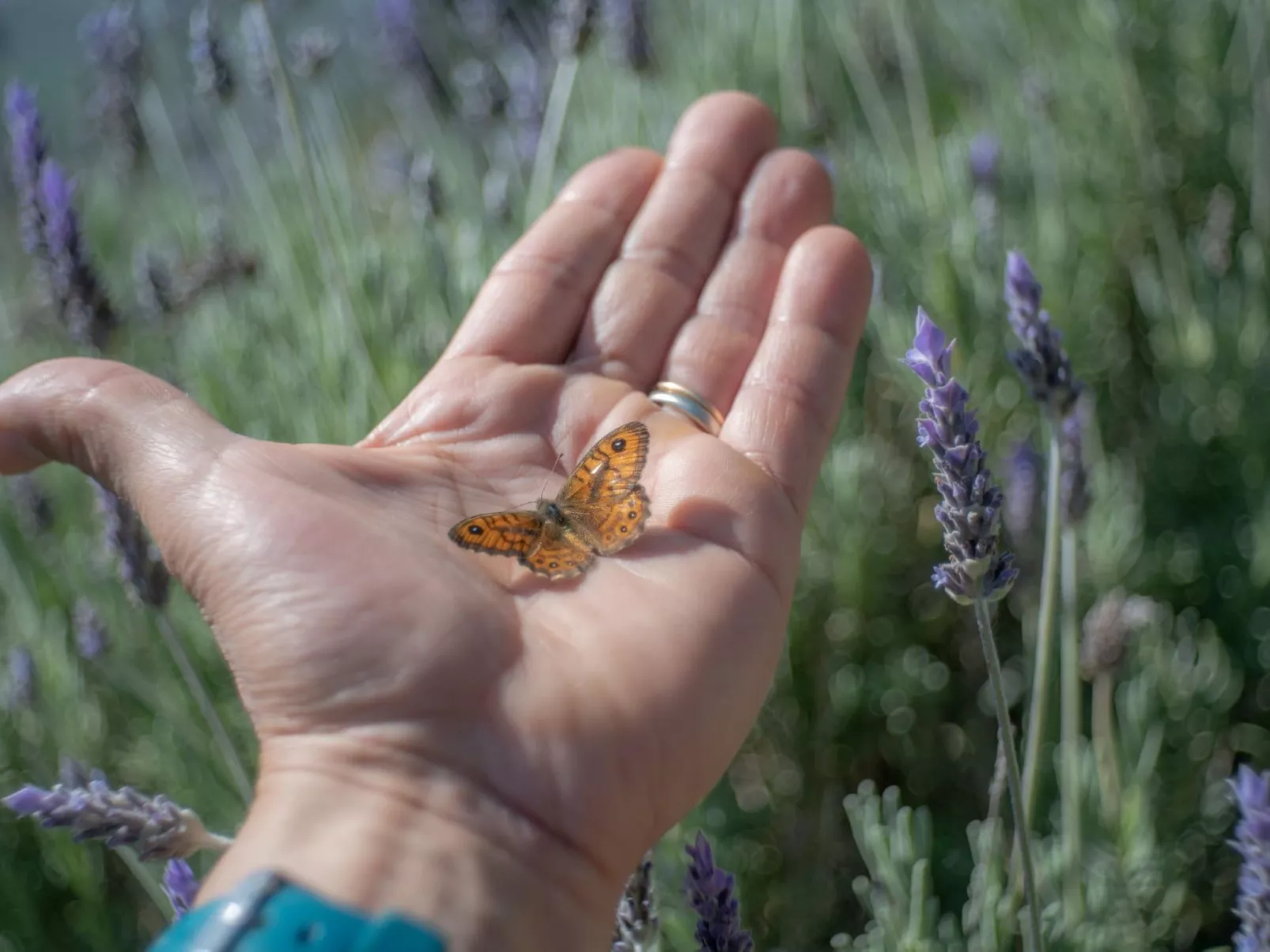 'Casa il Girasole'-Binnen