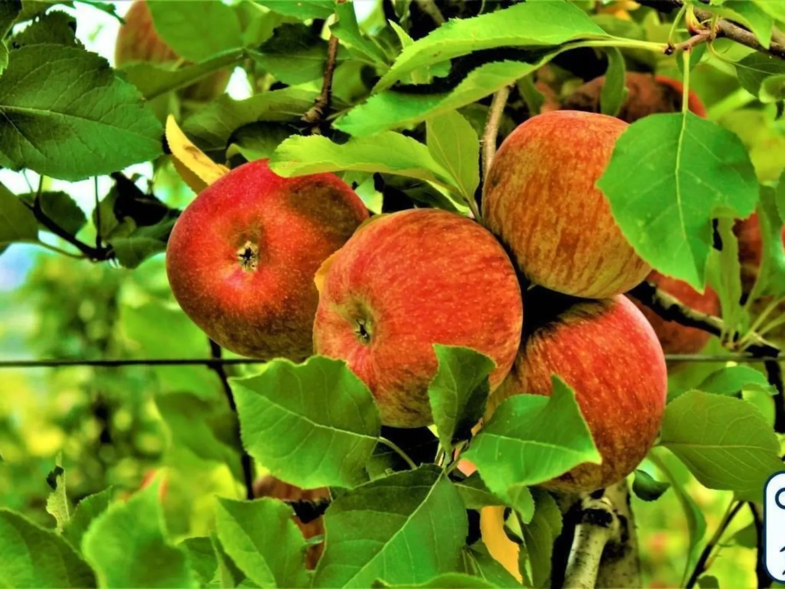 'Antico Eremo'-Binnen