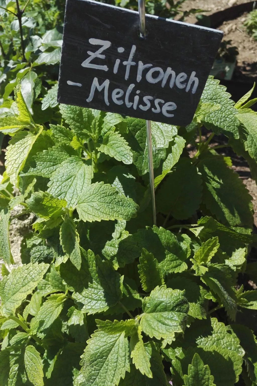 Gala+ Vernatsch-Image-tags.info