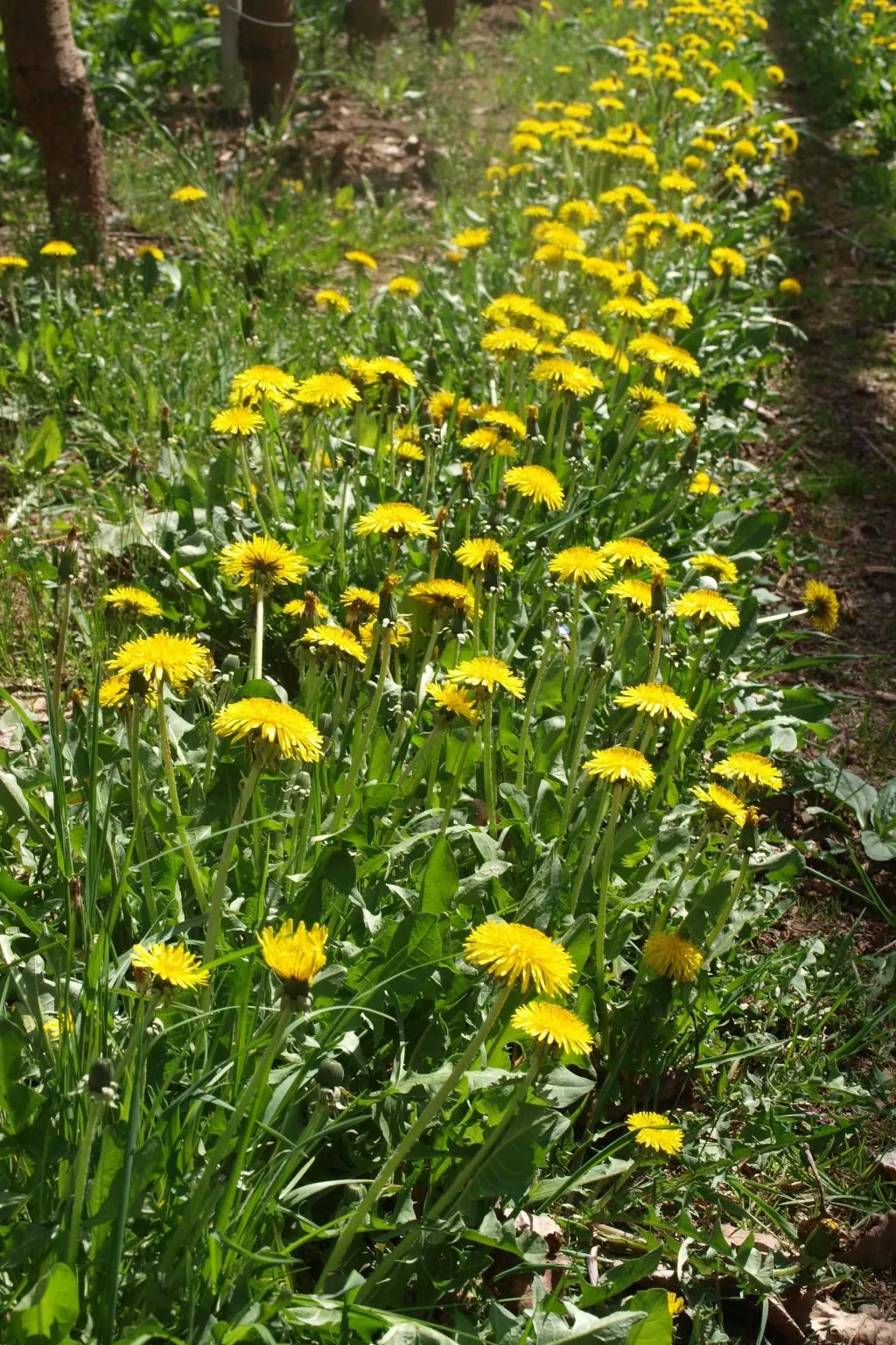 Kerschbamerhof Fewo Pink Lady mit Panoramablick-Image-tags.info