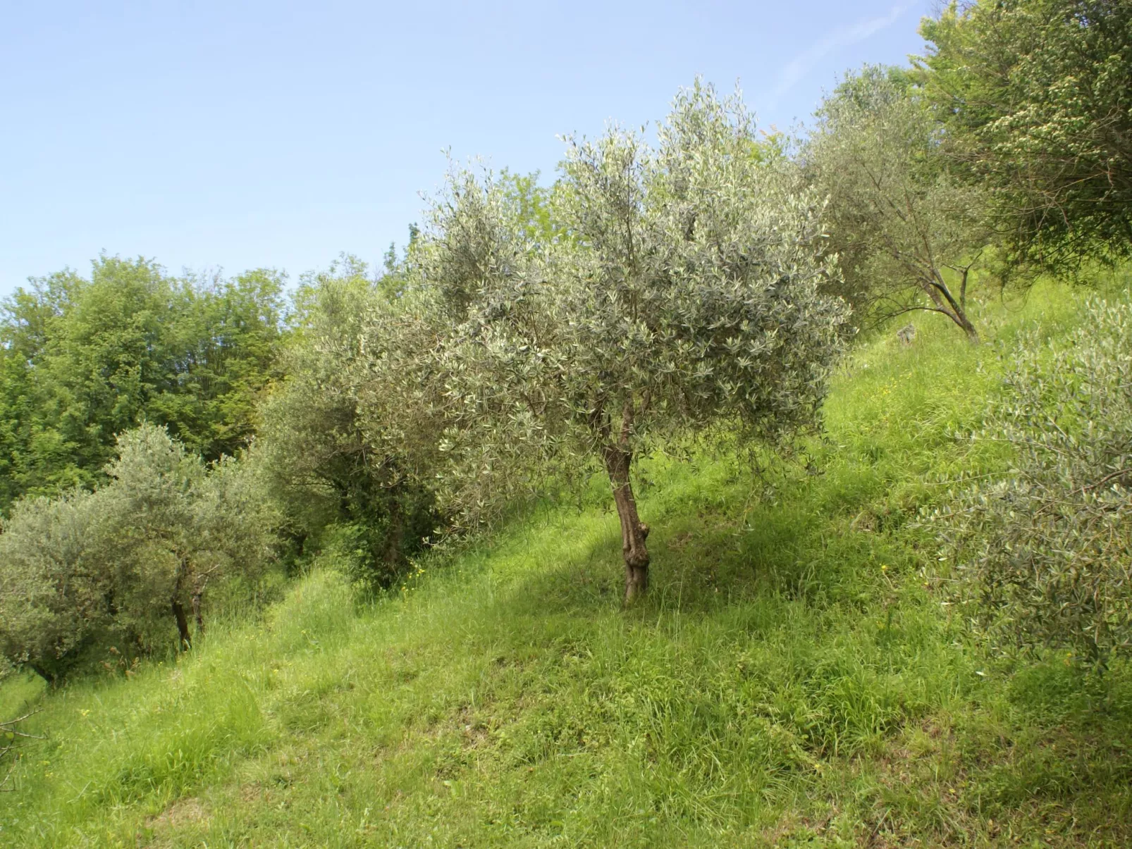 Toskanische Tradition-Binnen