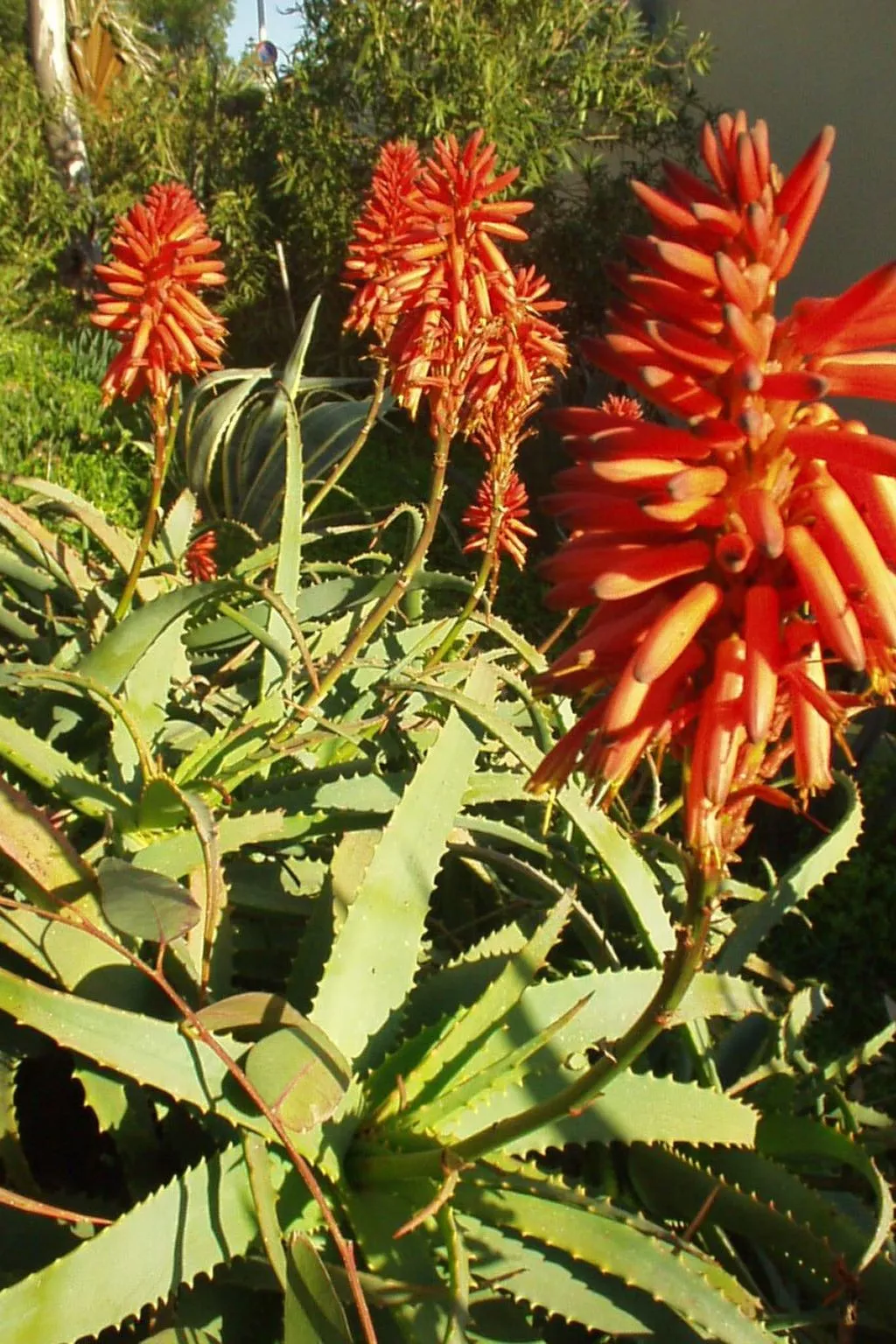 Schöner zentraler Bungalow direkt am Sandstrand auf Sizilien-Binnen