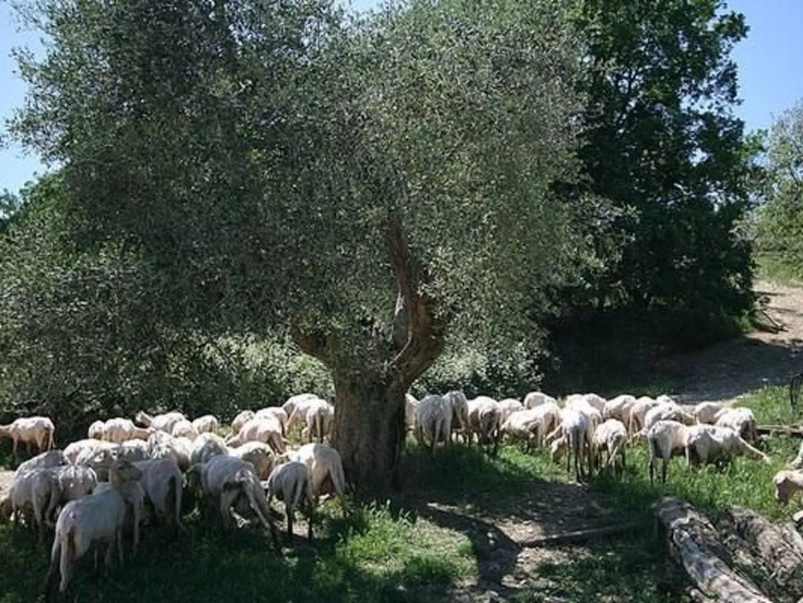 Freistehendes Bauernhaus-Buiten