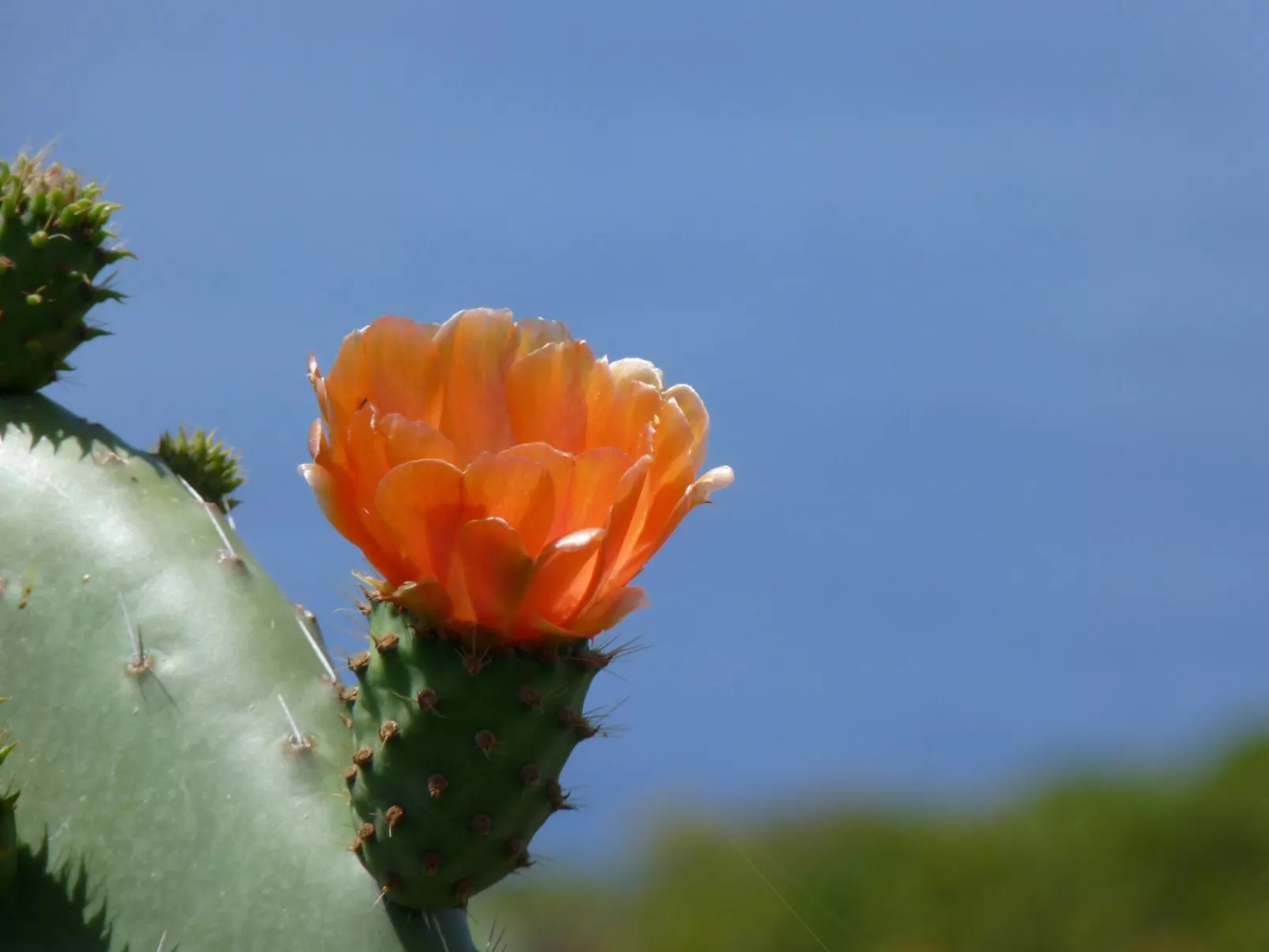 Ruhige Finca Topo del Drago mit Meerblick-Binnen