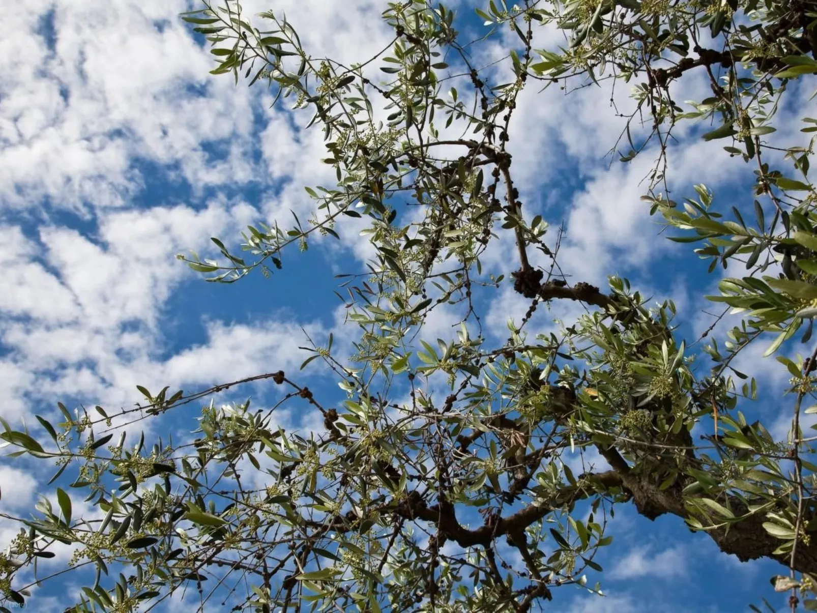 Blaue Wohnung-Buiten