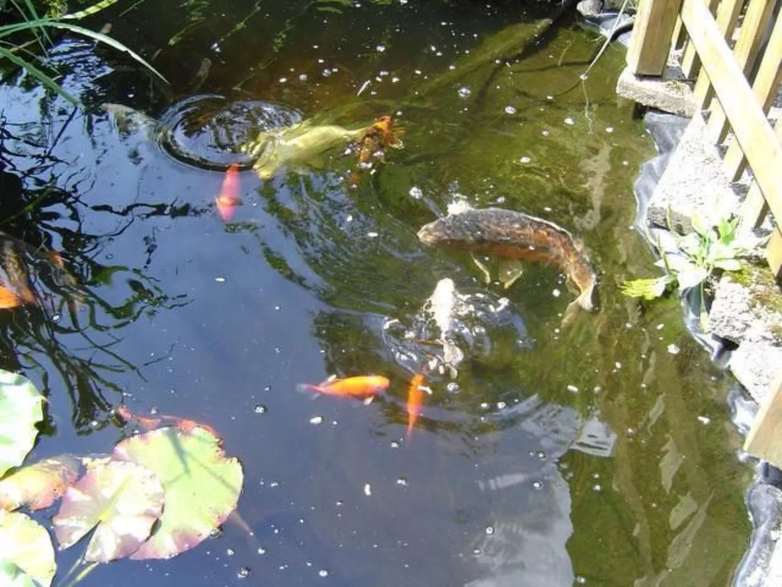 Boller - Image-tags.info